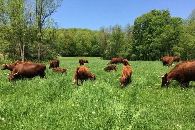 Meet the Animals & Tractor Wagon Ride Farm Tour