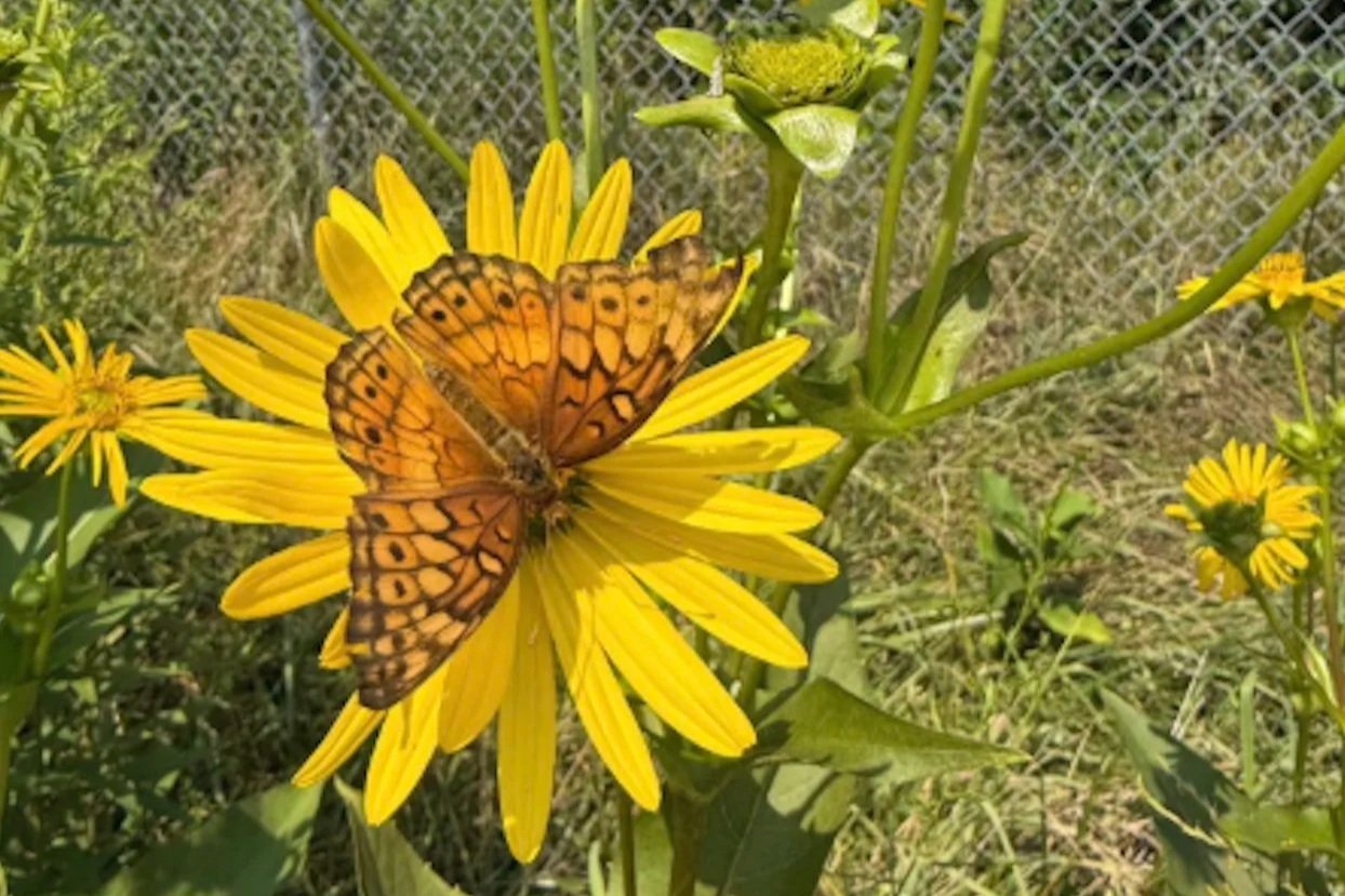 Poplar Village Gardens Family Tour, Activities & Picnic