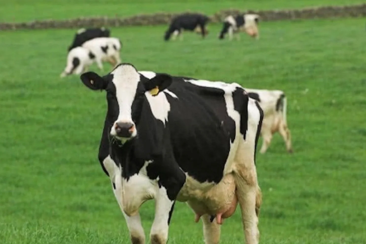 Amish Country Dairy Farm Tour &amp; Tasting