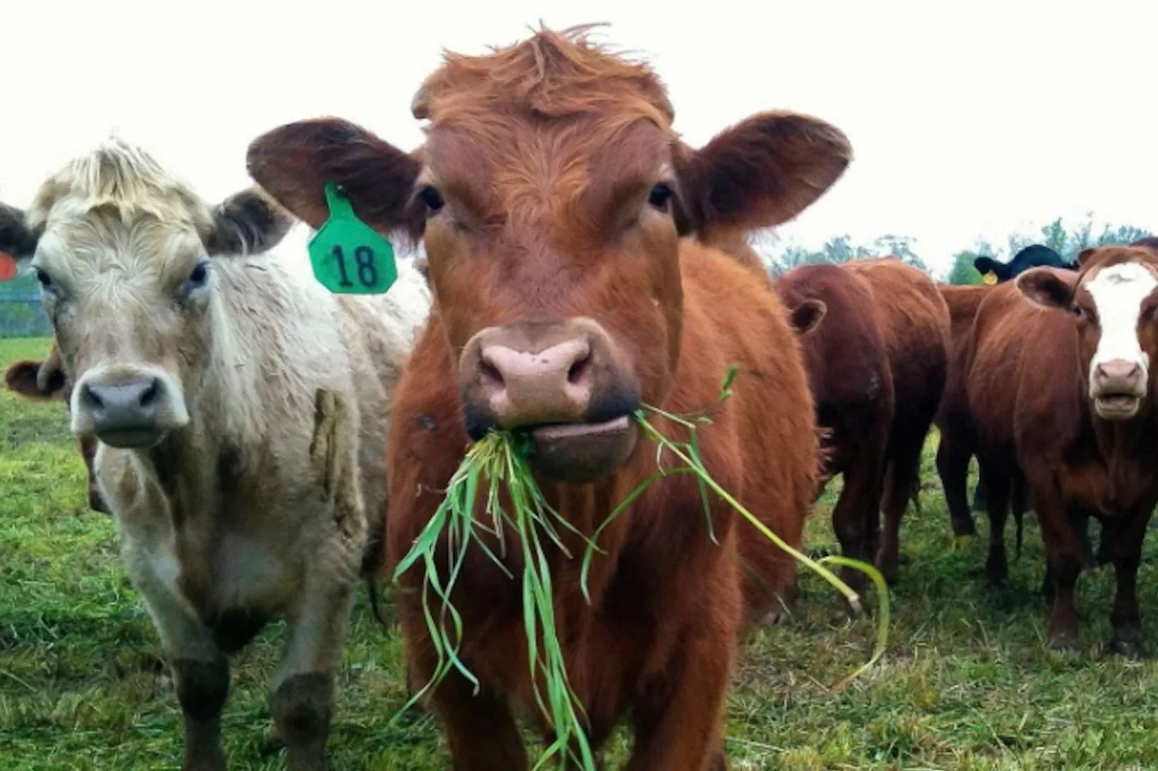 Seven Sons Pasture Walk Tour &amp; Soil Demonstration