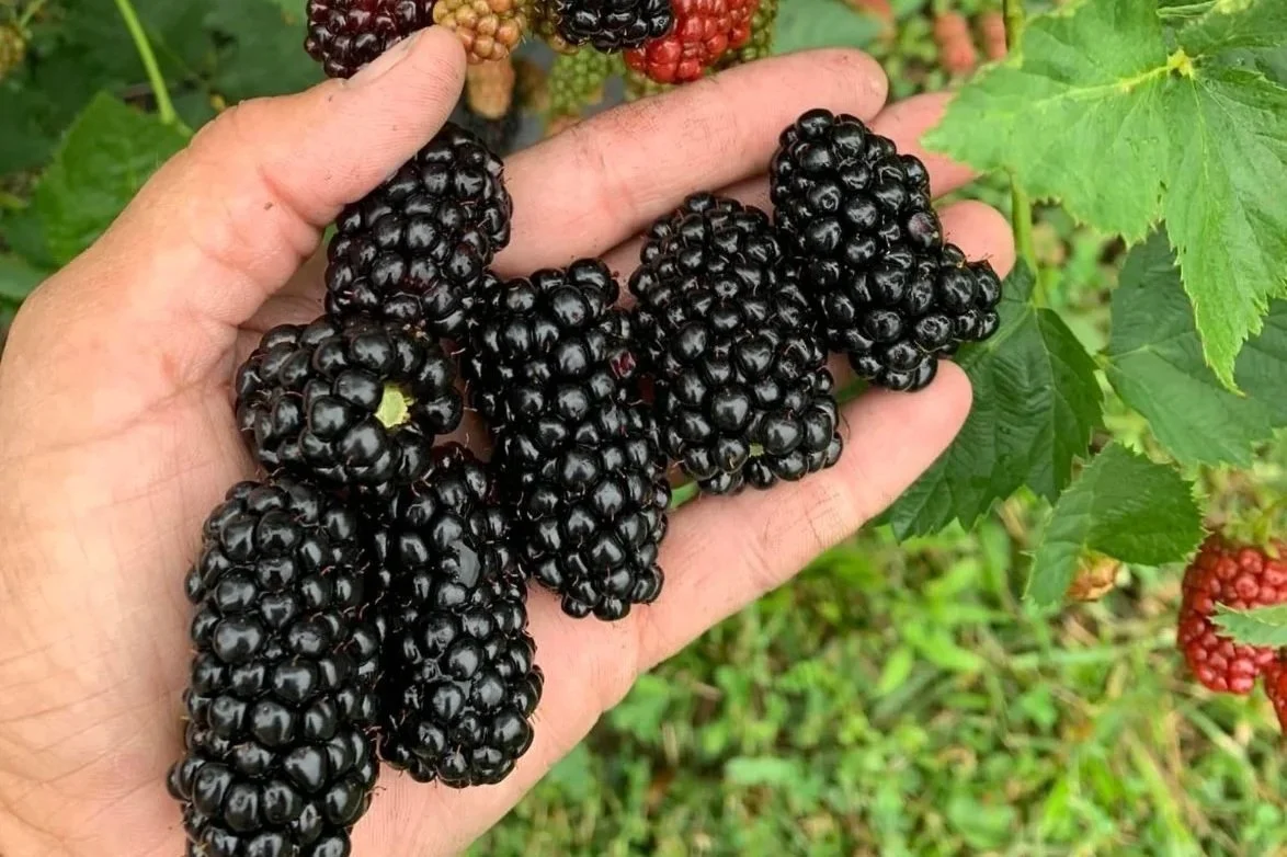 Cordes Berry Farm: Blackberry Talk, Tour &amp; U-pick