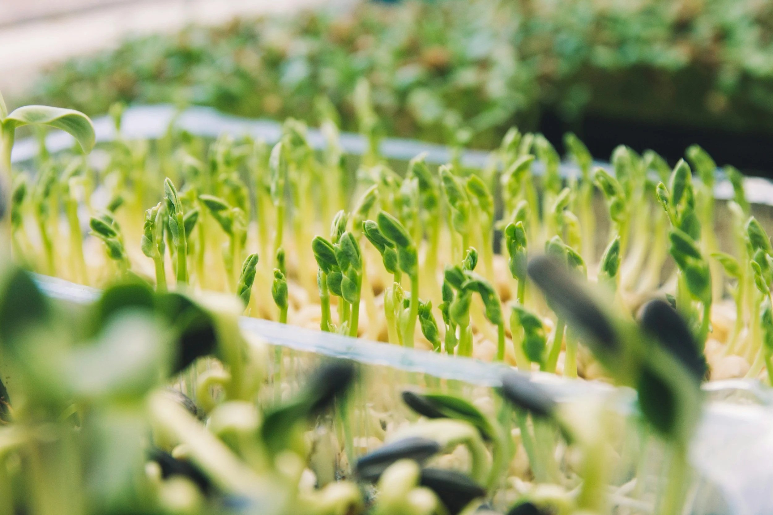 C's Itty Bitty Greens: Food for Life