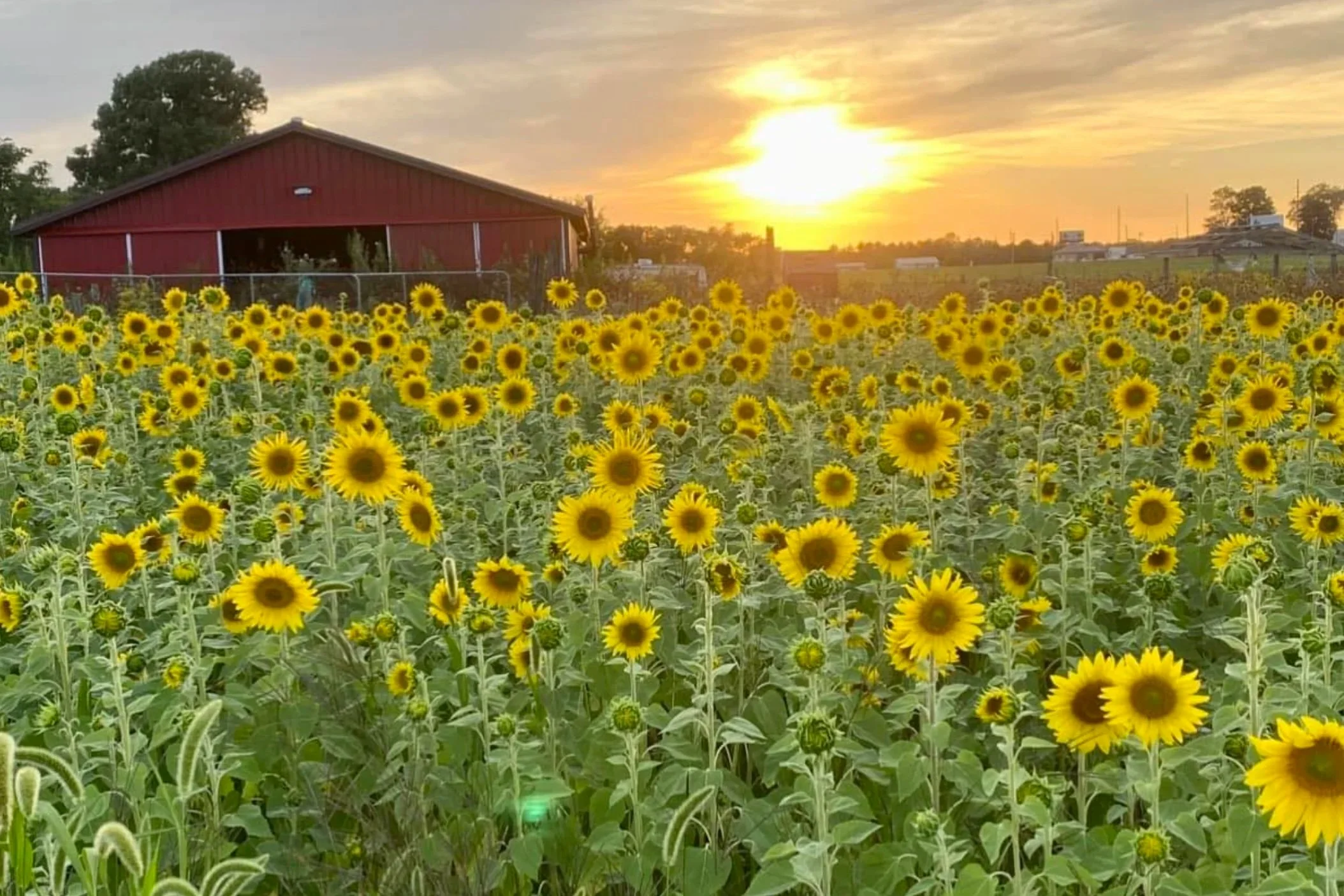 Springfield Acres: BBQ &amp; Brews in the Blooms