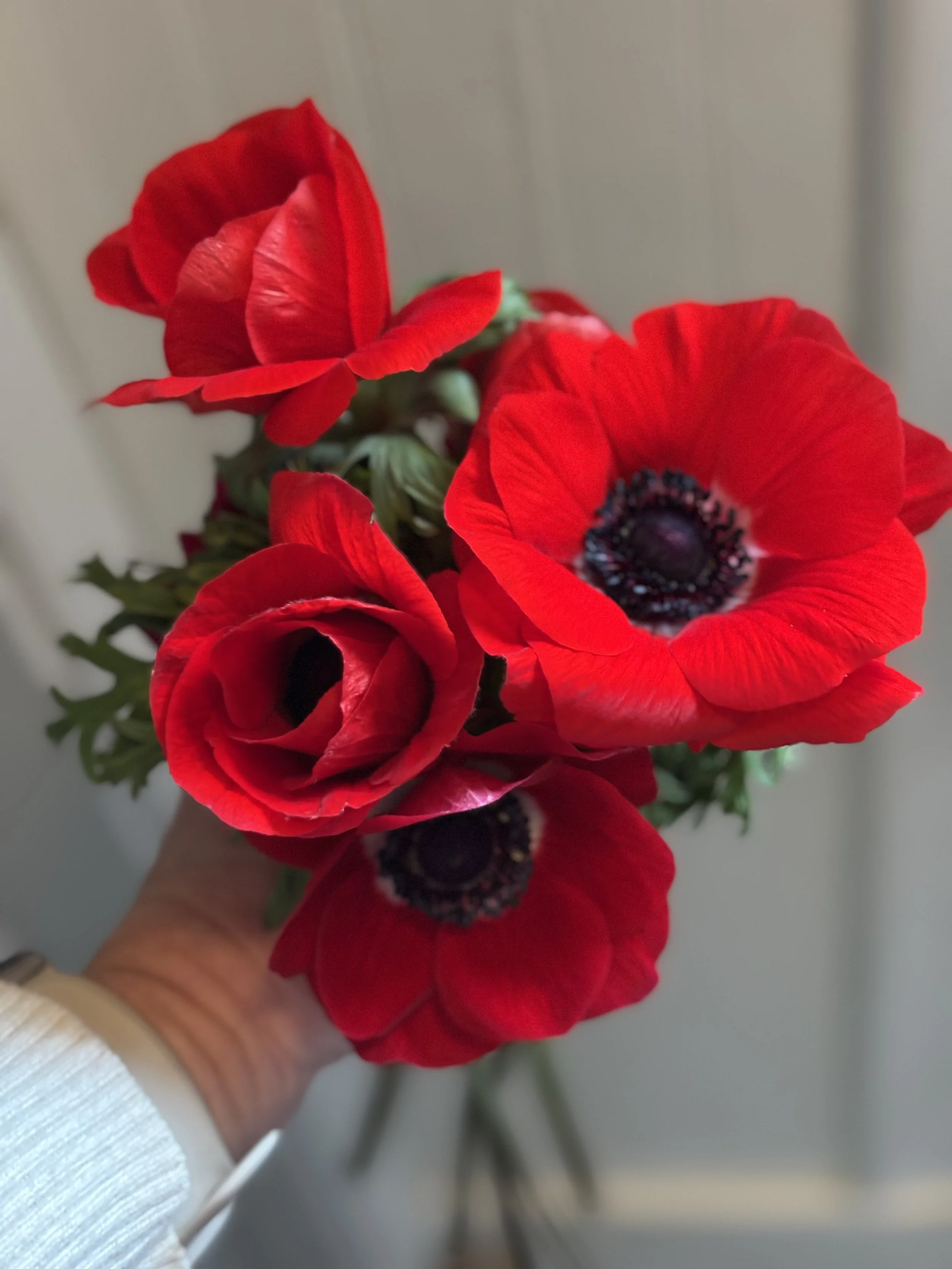 Red anemone held by Tracy of red poppy floral design ann arbor wedding florist