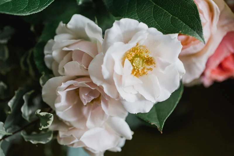 white majolica spray rose