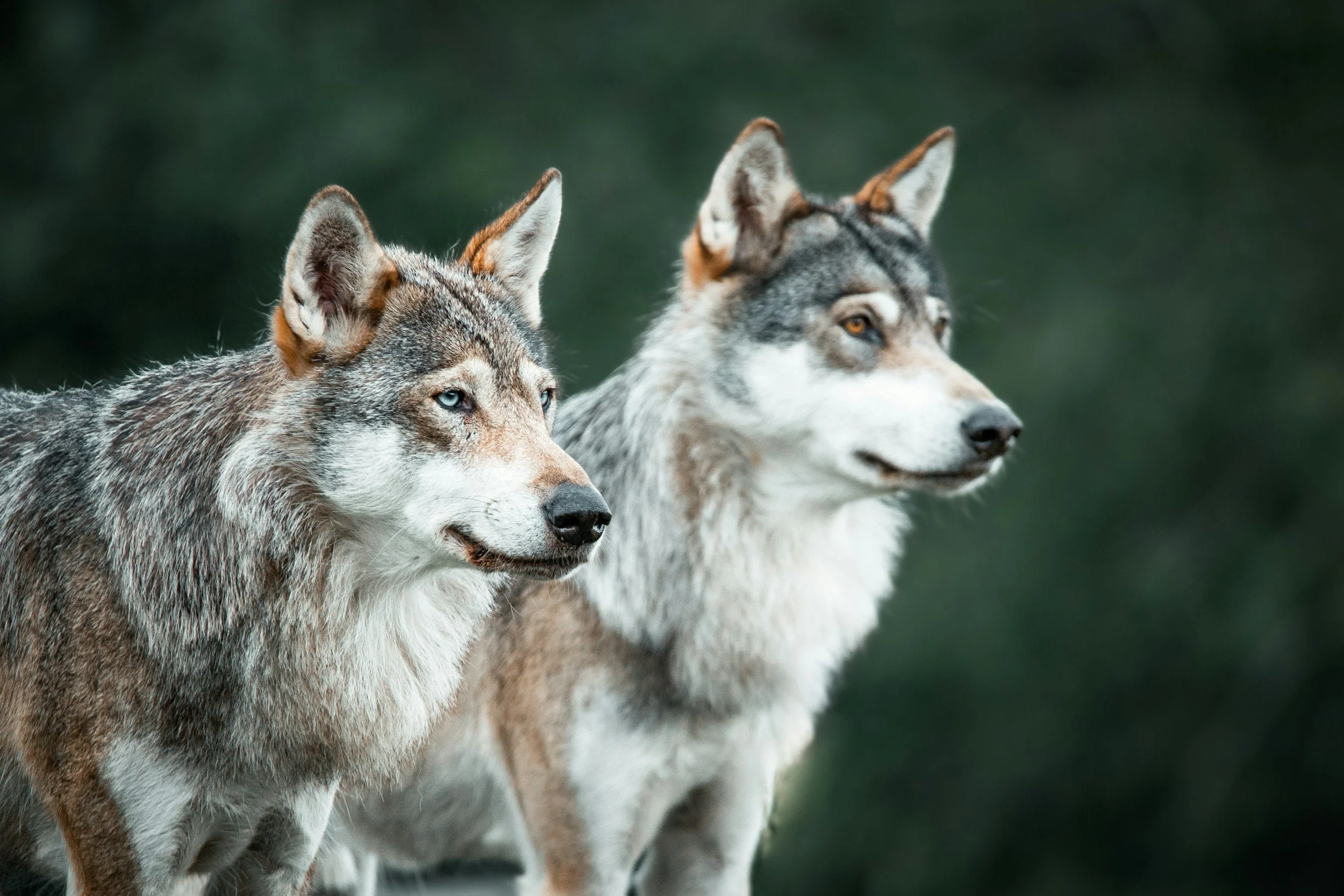 grey wolves organizational rewilding
