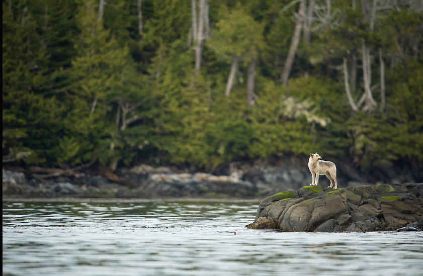 Wolves of Yellowstone