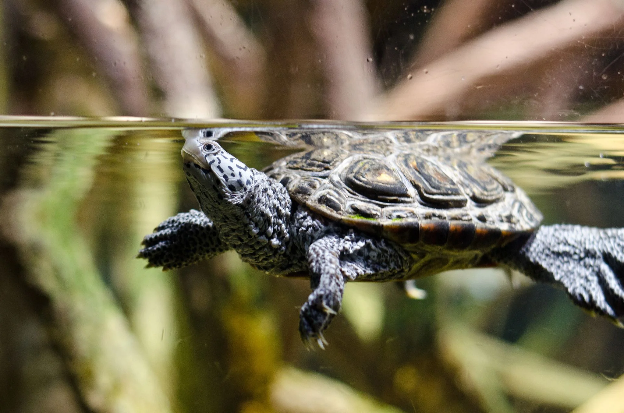 turtlend-tank-turtletank-8273343594_1c5ee9d053_k-international-tortoise-society-maryland-societyturtle-facts-california.jpg