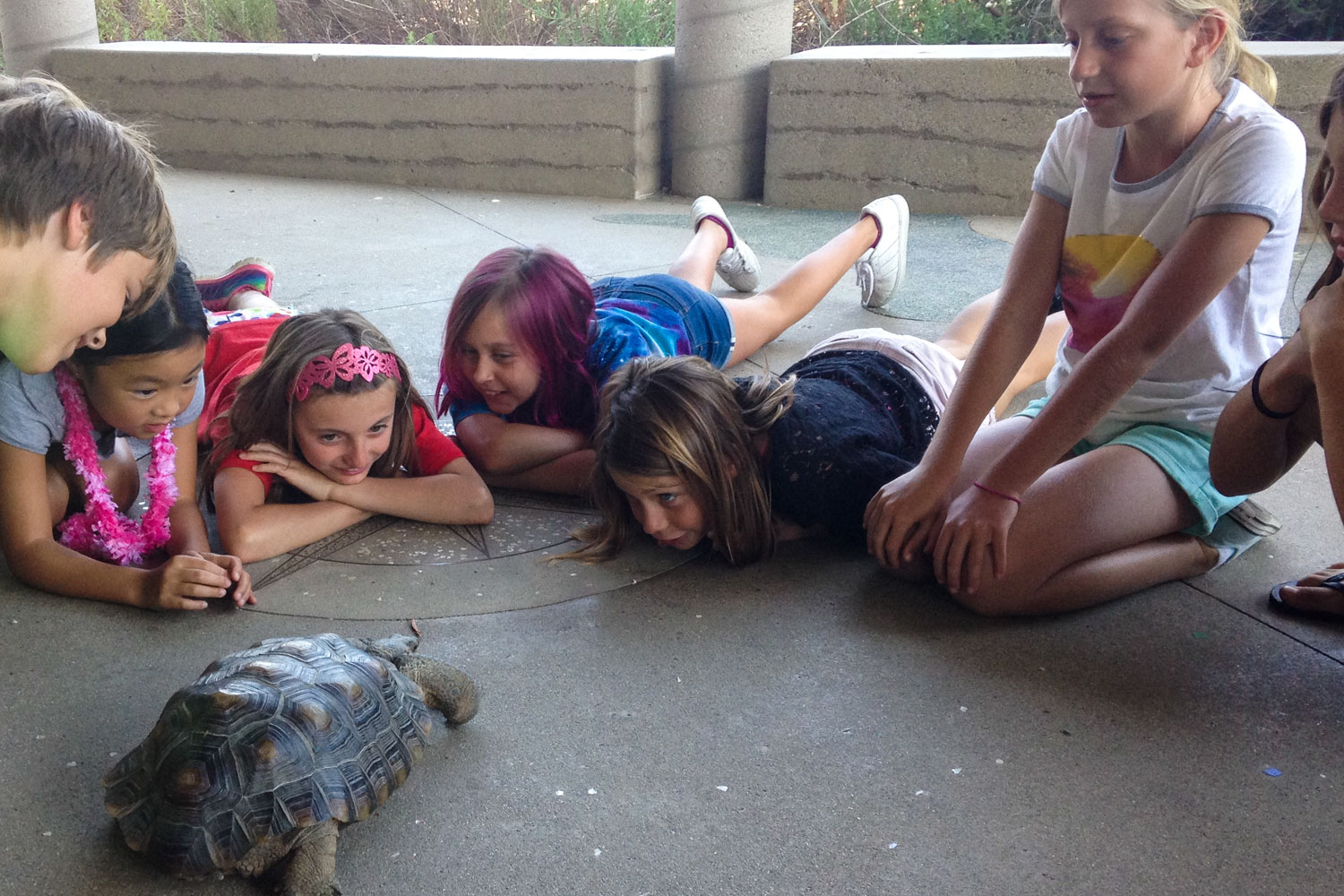 sanelijokids_tortoise.jpg