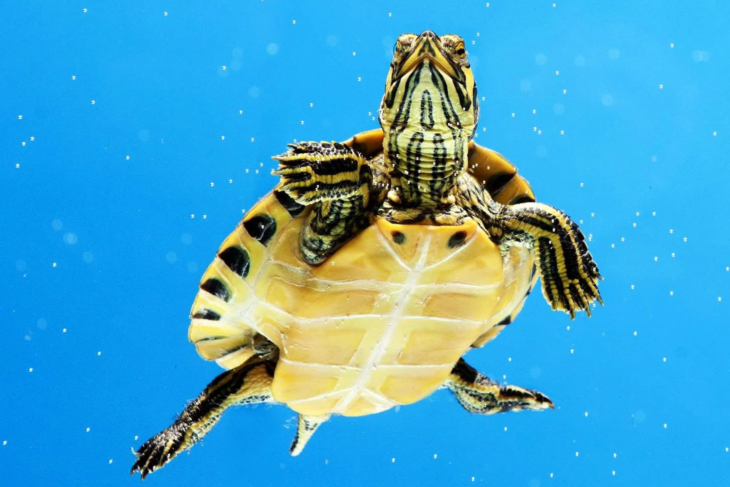 water-turtle.jpg