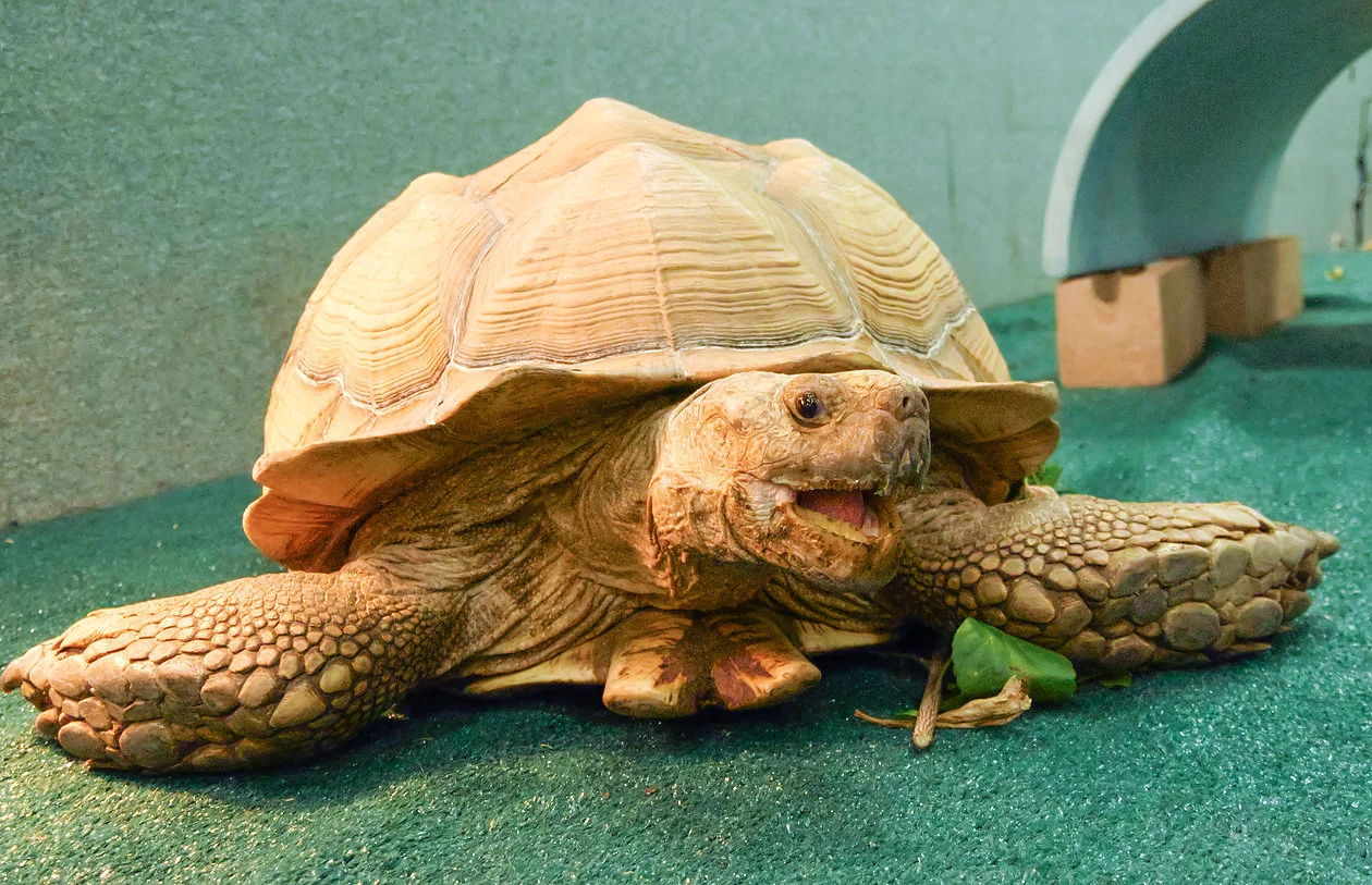 Pictures from our July show