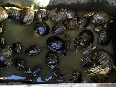 Kim Thomas is a turtle hero!