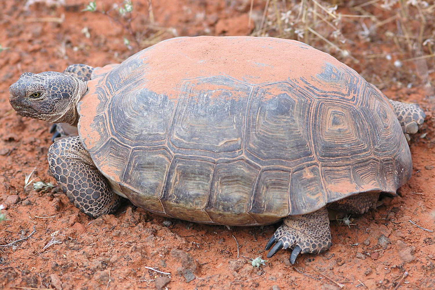 Desert_tortoise.jpg