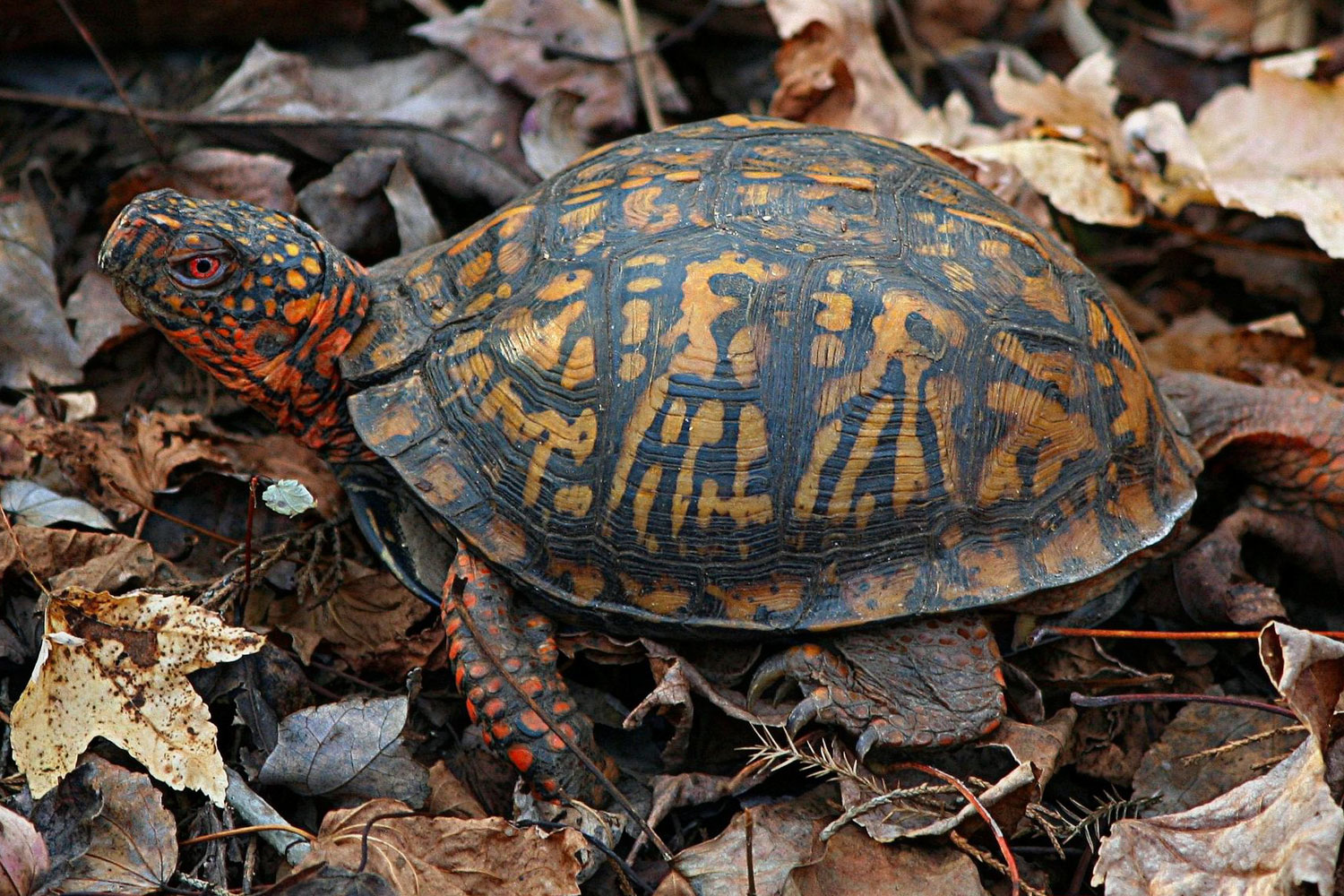 eastern-box-turtle.jpg