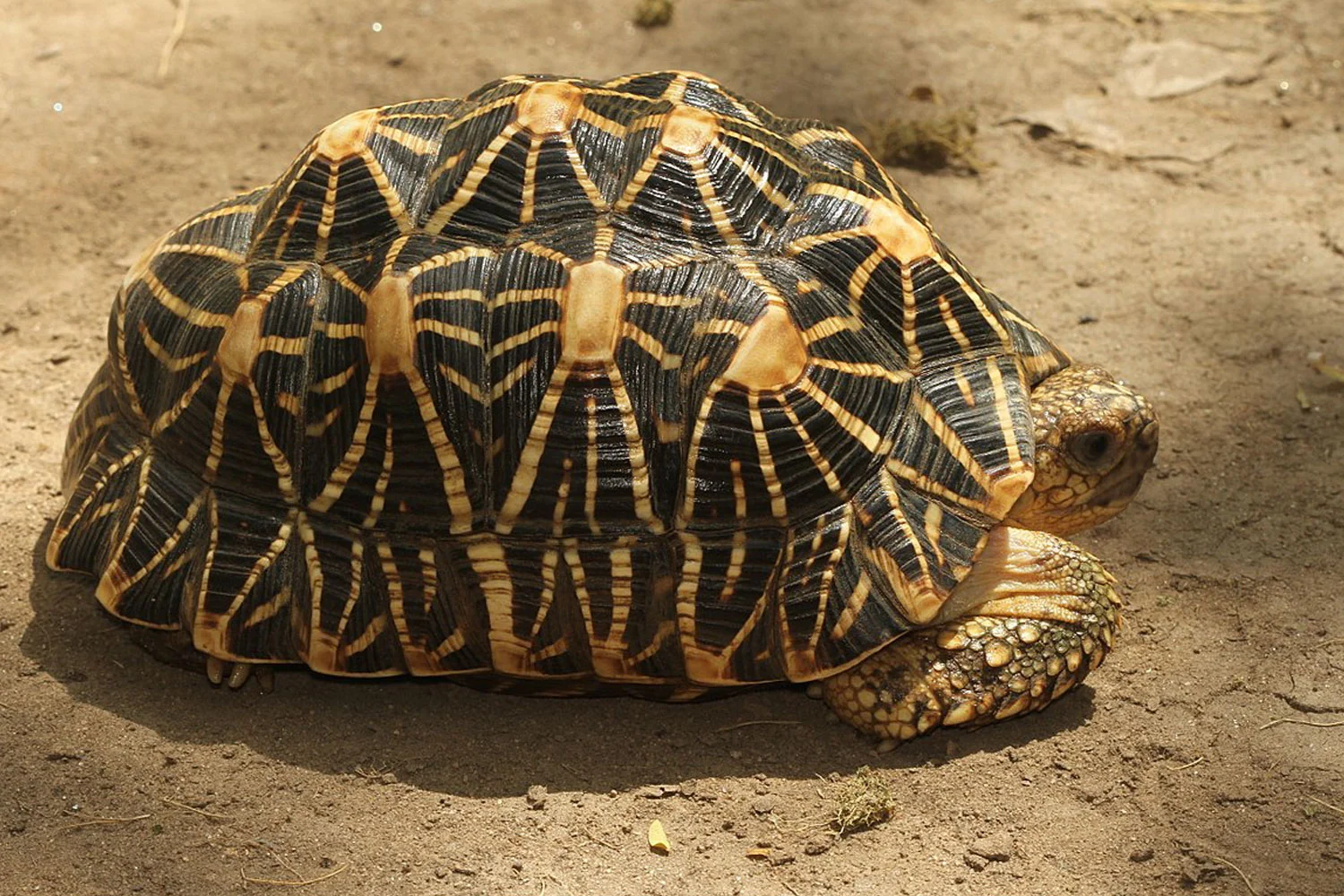 star-tort.jpg