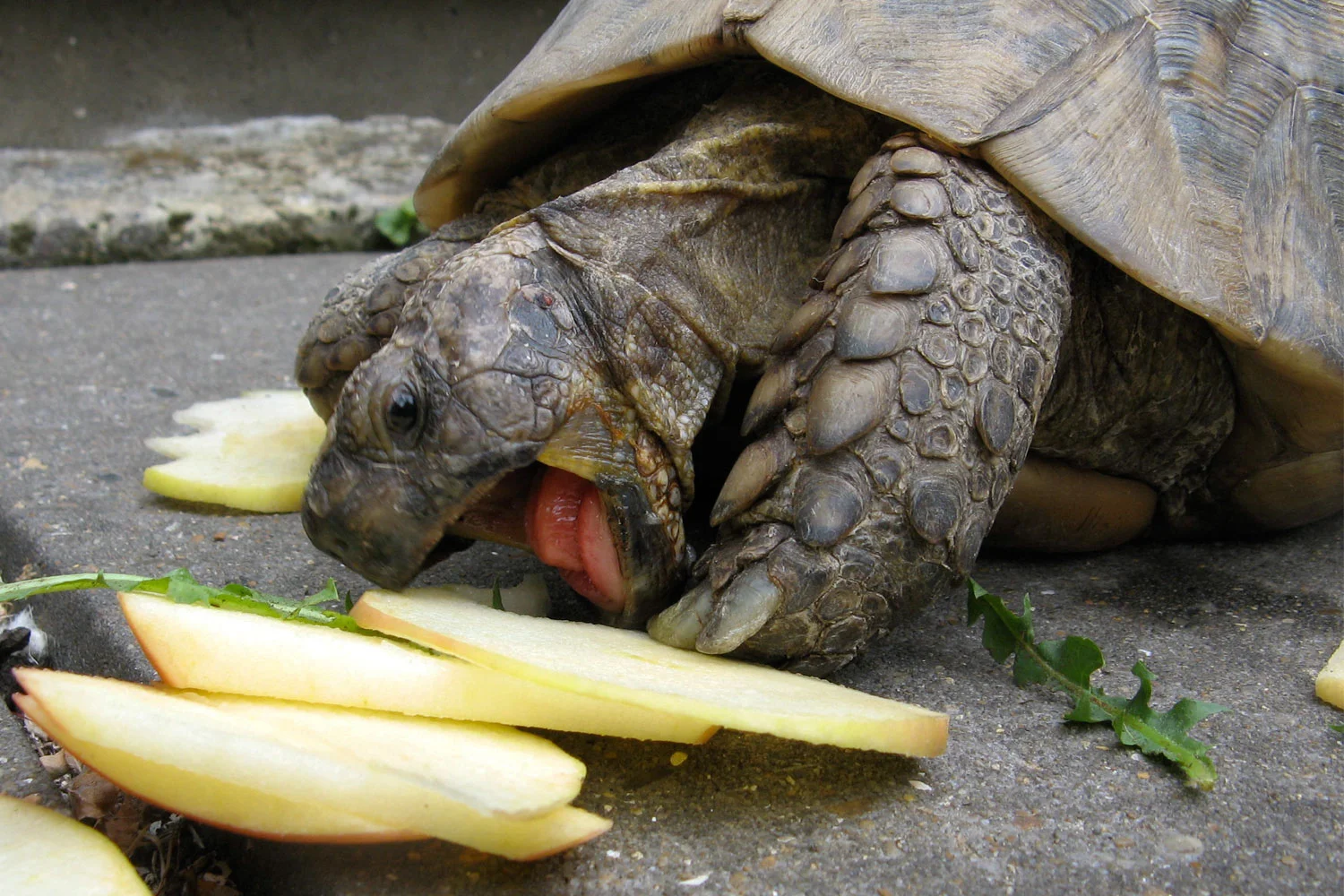 tortoise-eating.jpg