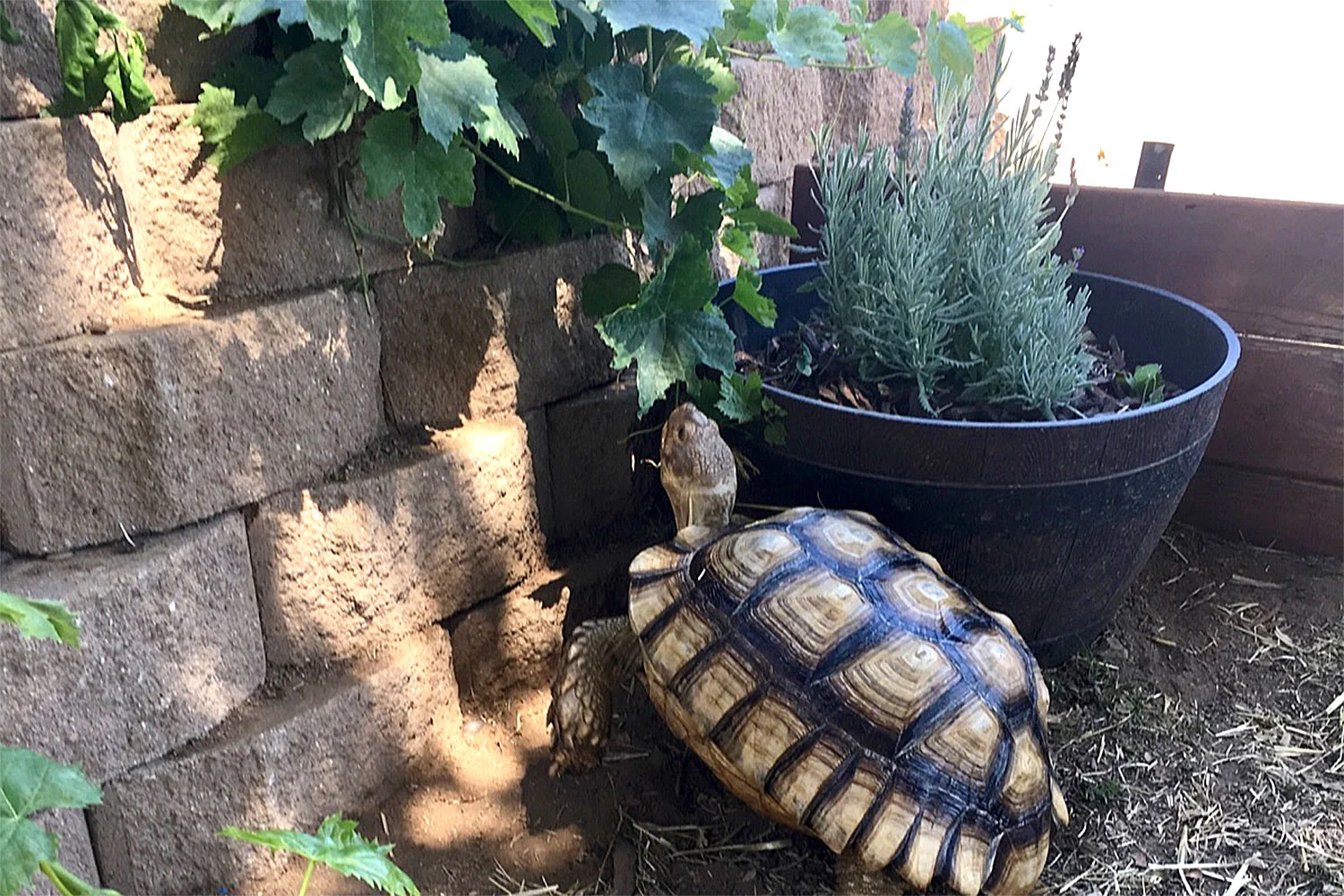 sulcata.jpg
