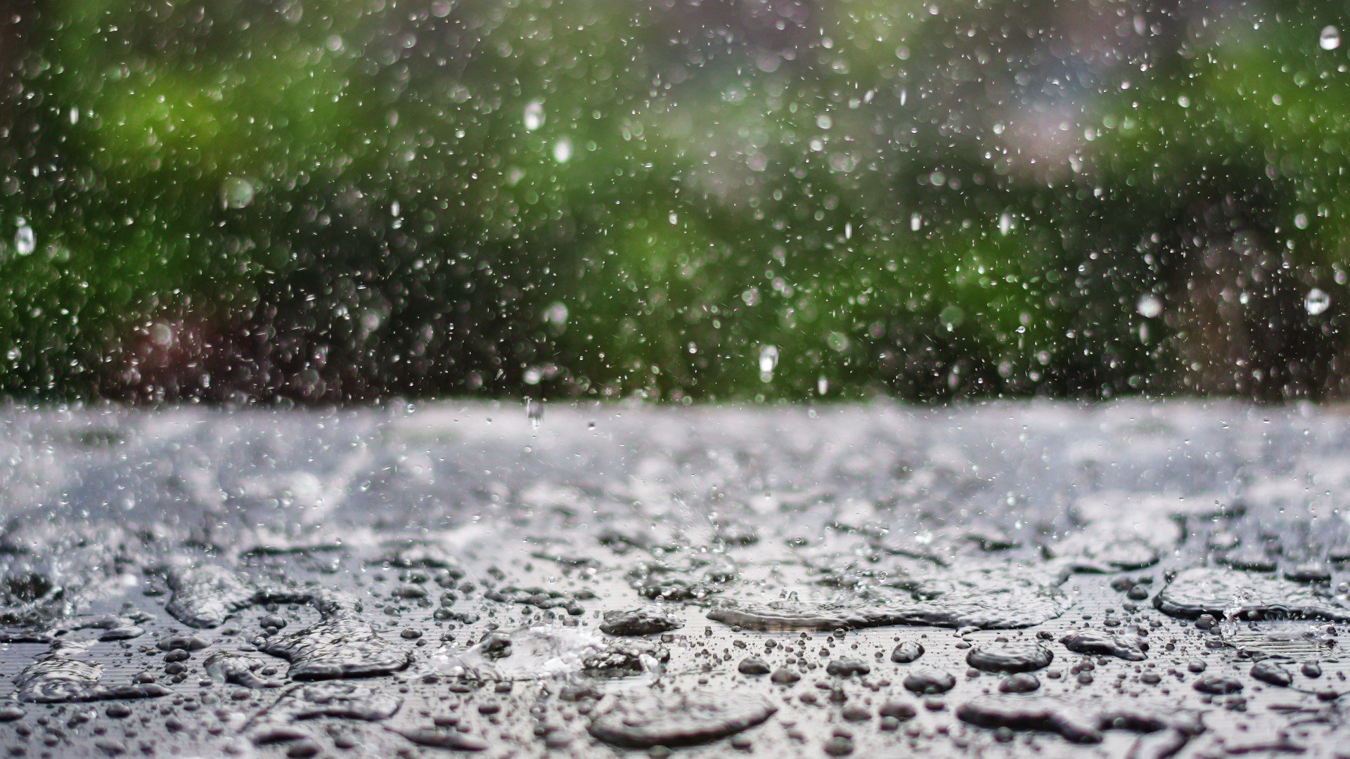 Storm Watch - Continue keeping your Chelonians safe