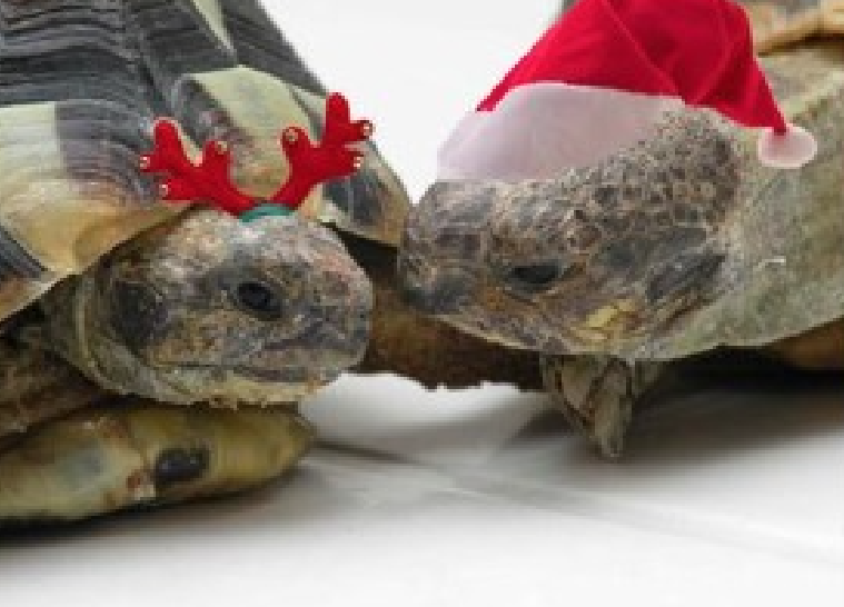 SDTTS Holiday Dinner