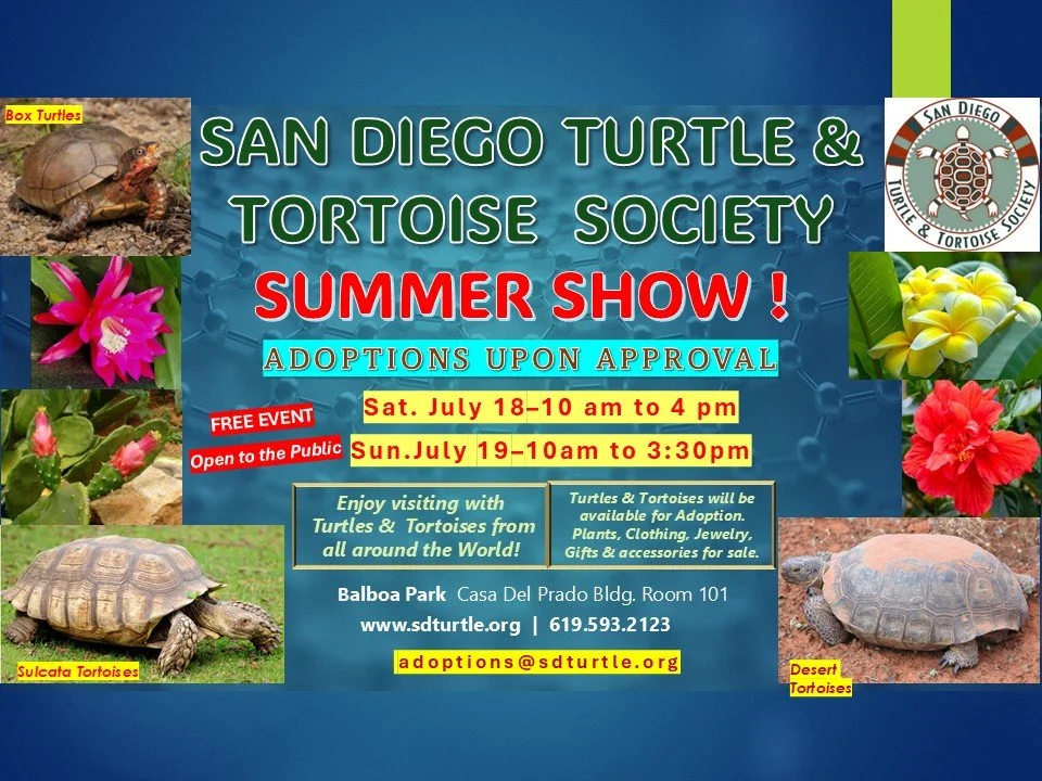 SDTTS Summer Show