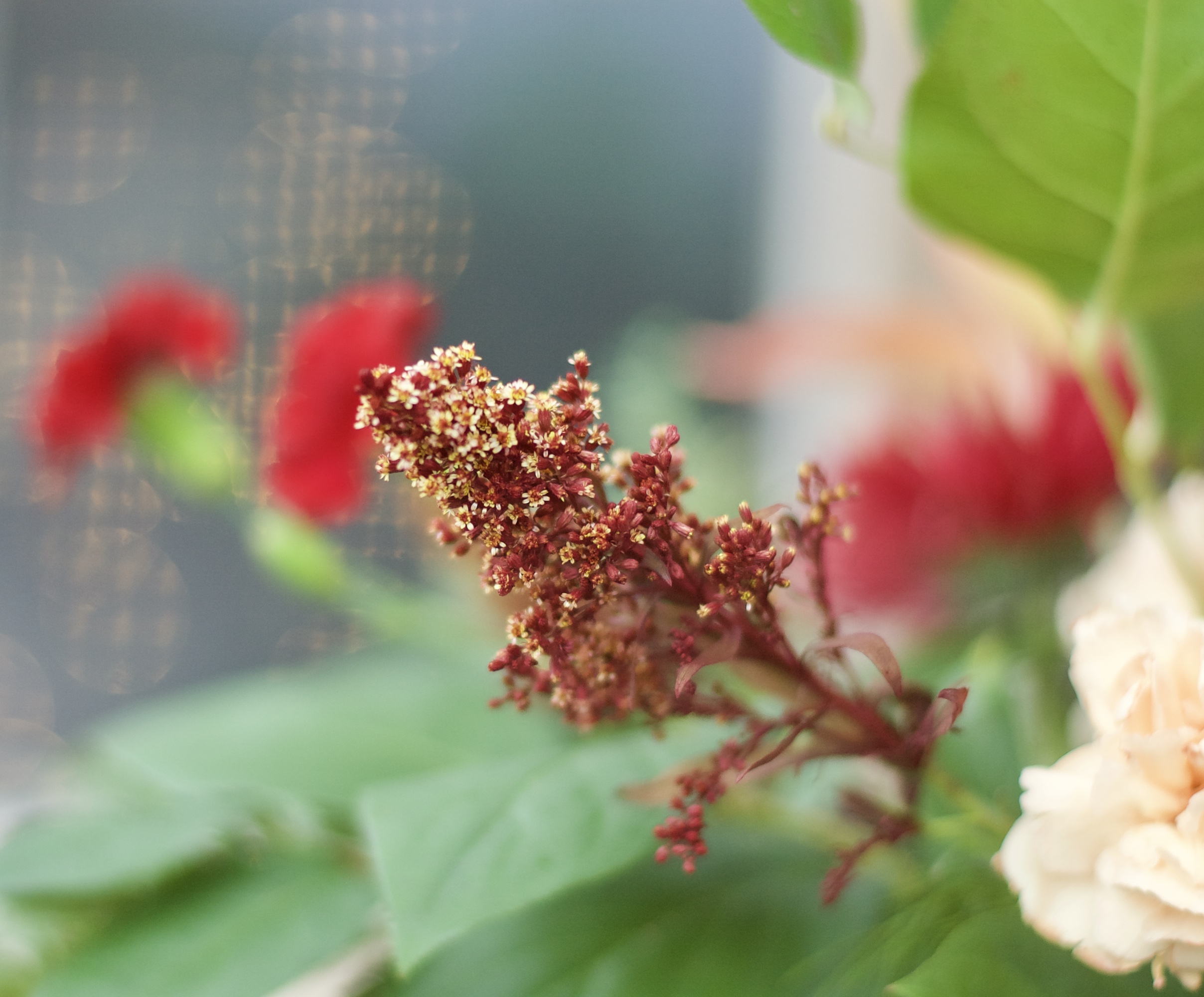 Textural, unexpected ingredient = solidago. This also acts as a color blending agent with its burgundy base and flecks of peachy gold on the tips