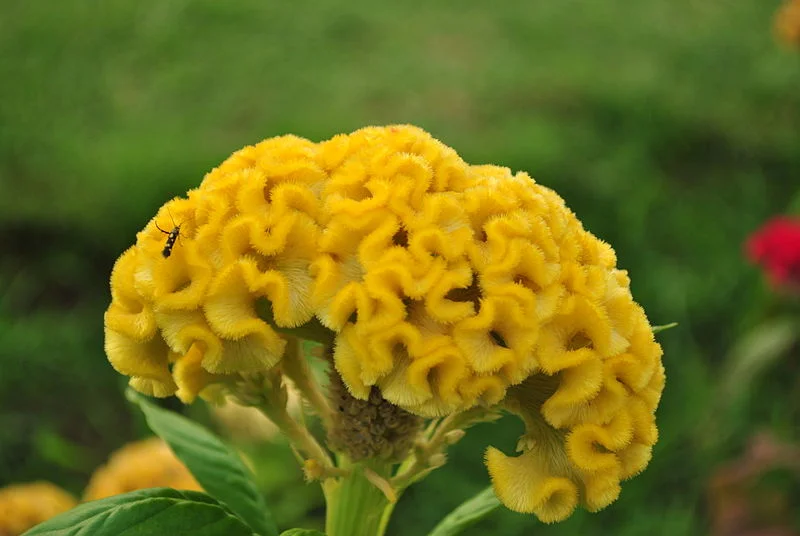 Coxcomb Celosia (the “Brain” Flower). Photo from The Flower Expert