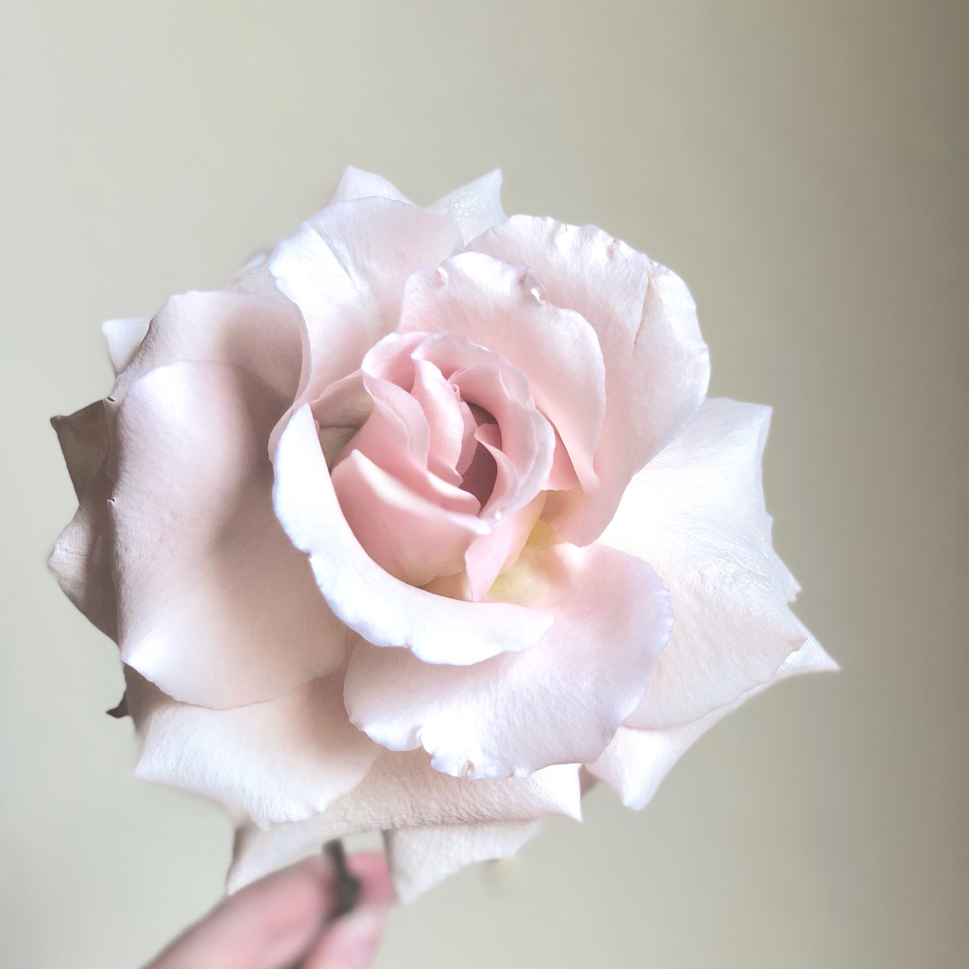 Quicksand Rose