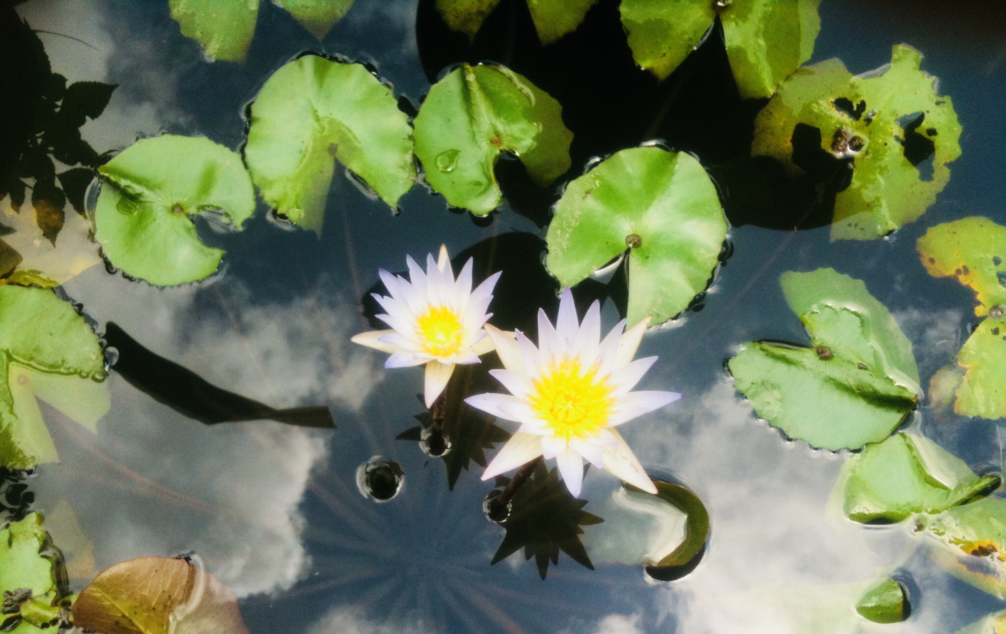  Lotus Flower a symbol of rebirth. 