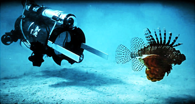 lion-fish3.png