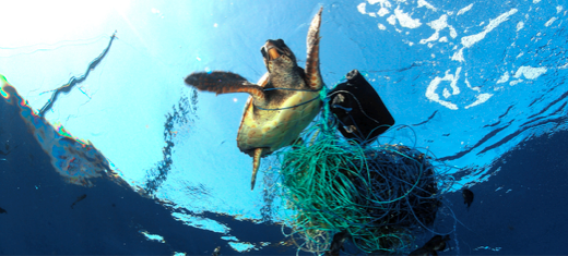 
© Ocean Conservancy