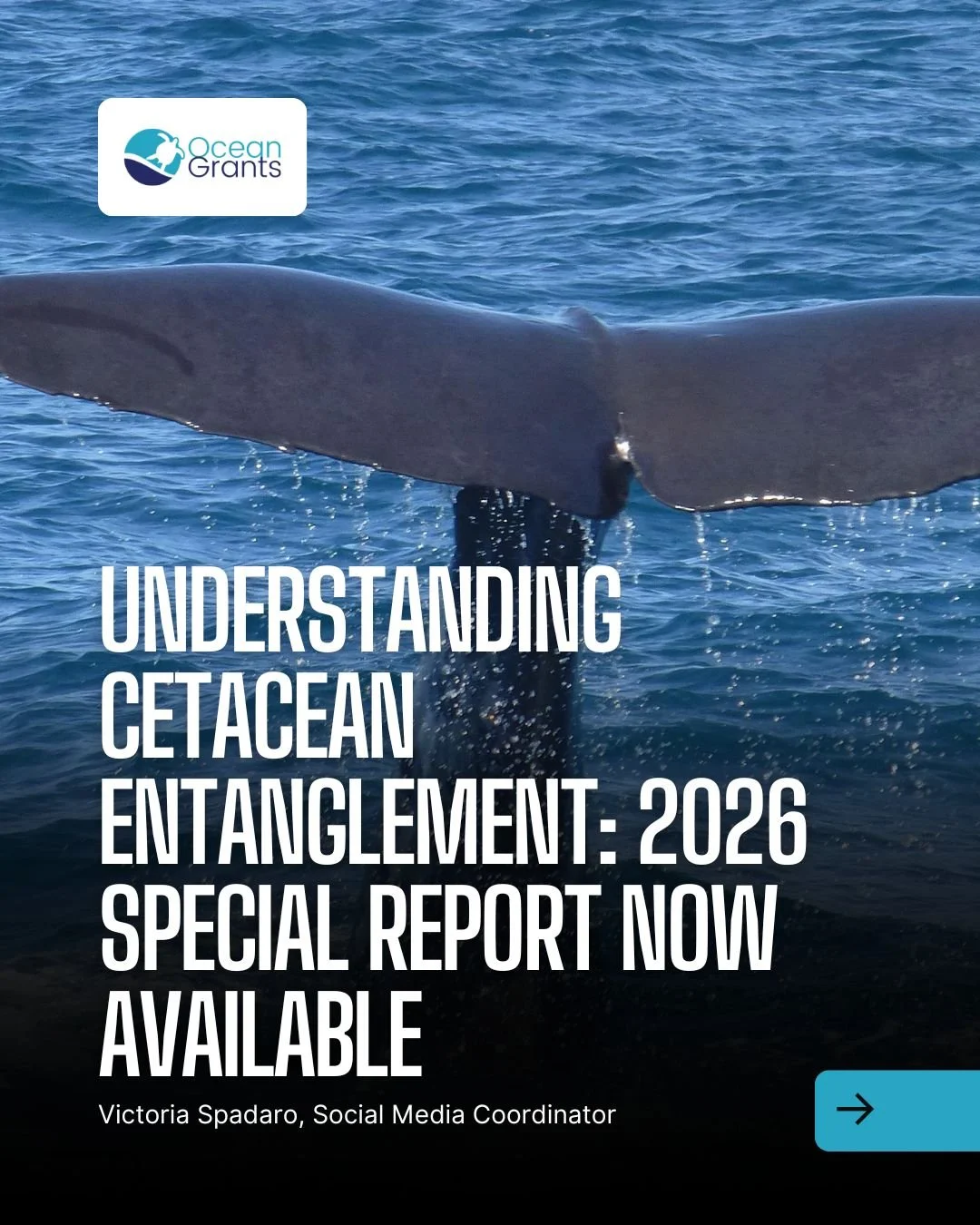 🐋 Now Available: Ocean Grants' 2026 Special Report – Cetaceans (Entanglement)