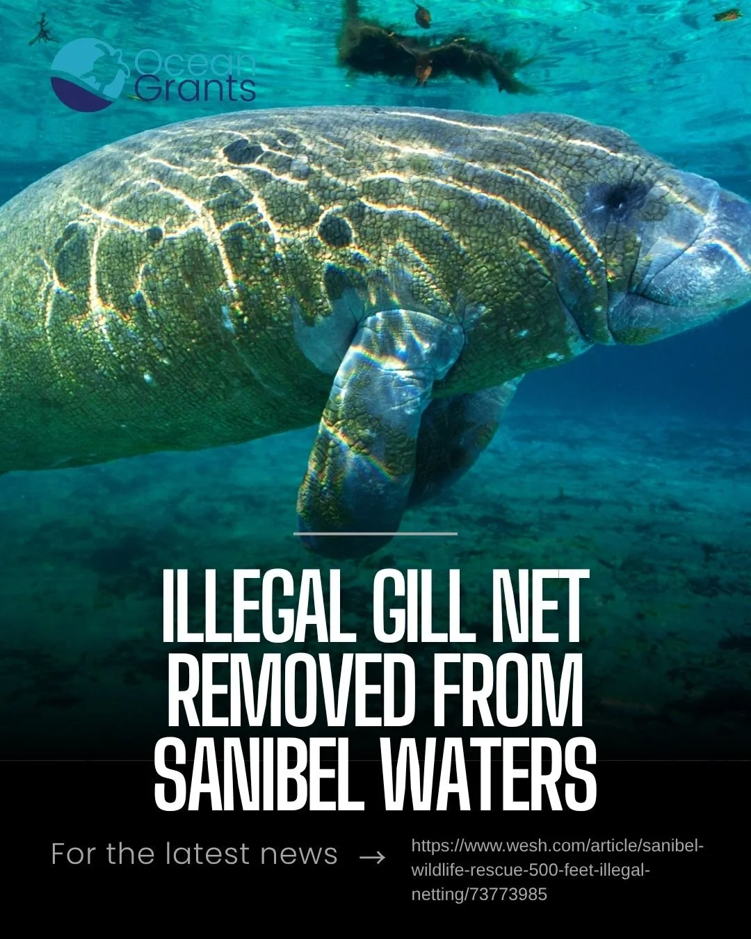 Illegal Gill Net Removed From Sanibel Waters