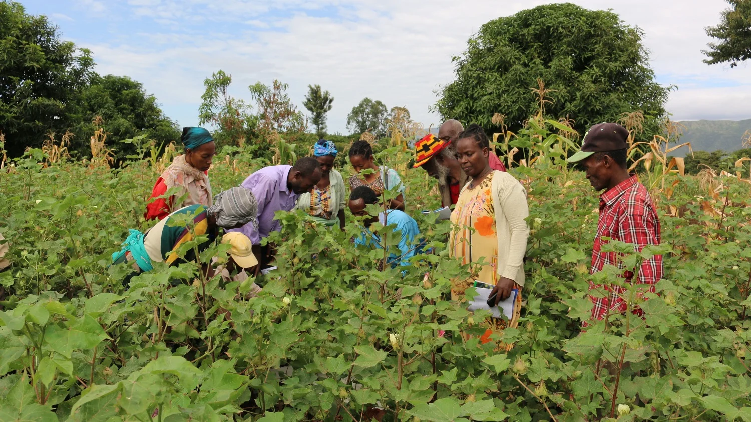Training cotton farmers to grow organic at Farmer Field School in Ethiopia.