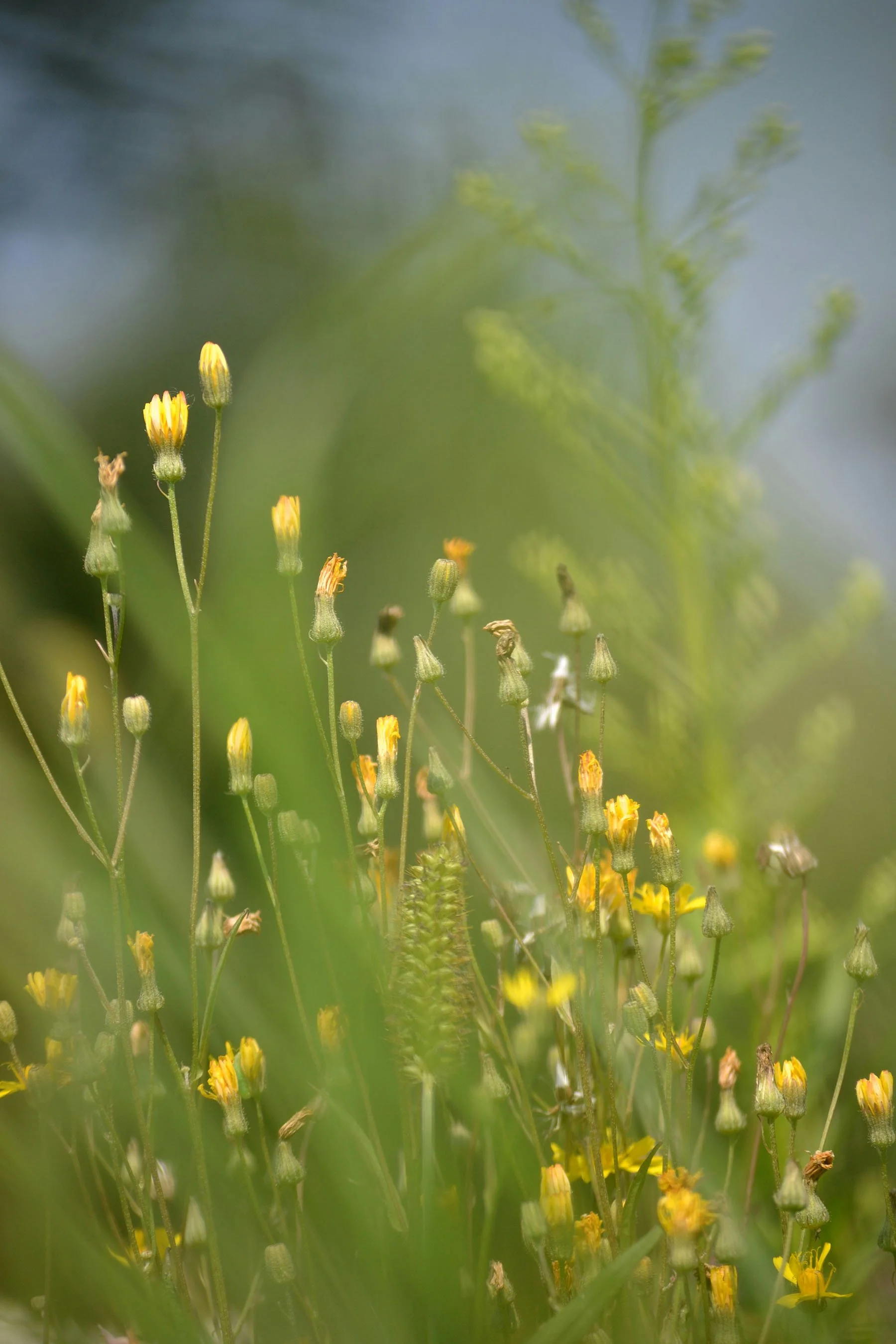 background_yellowflowers.jpg