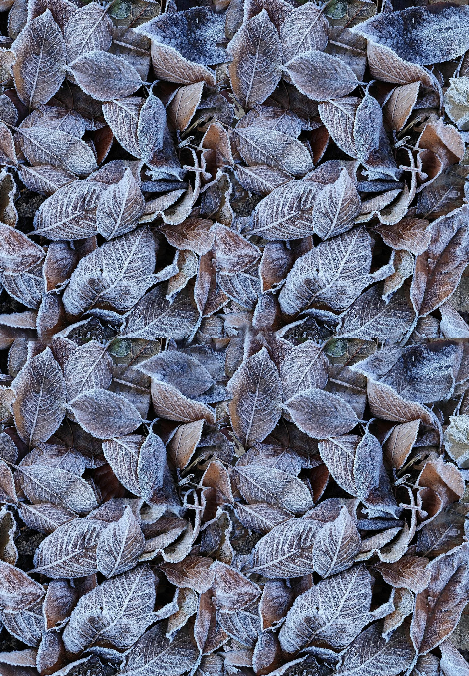 background_frosted_leaves.jpg