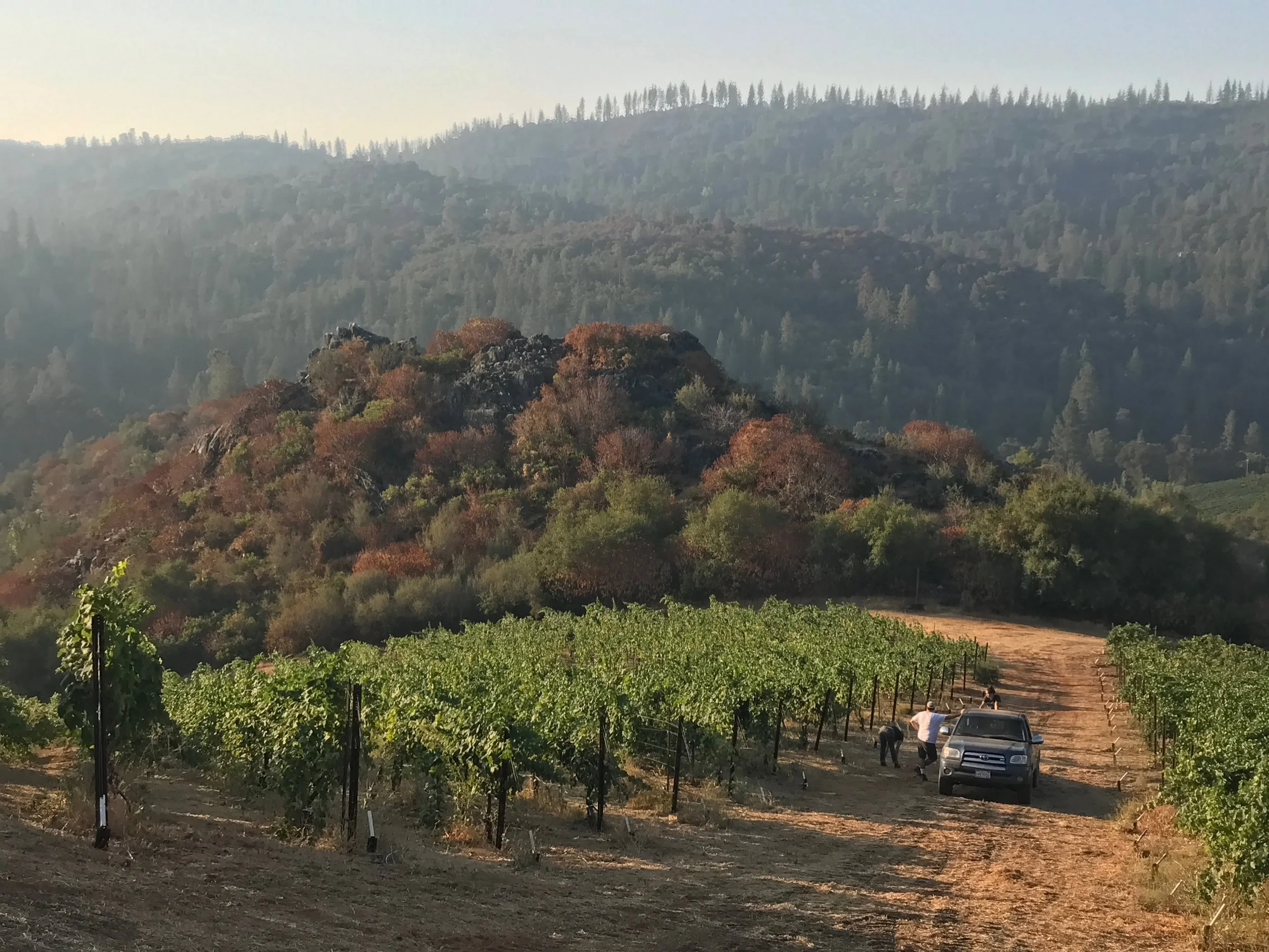 Rorick Hertiage Vineyard Harvest Day.jpg