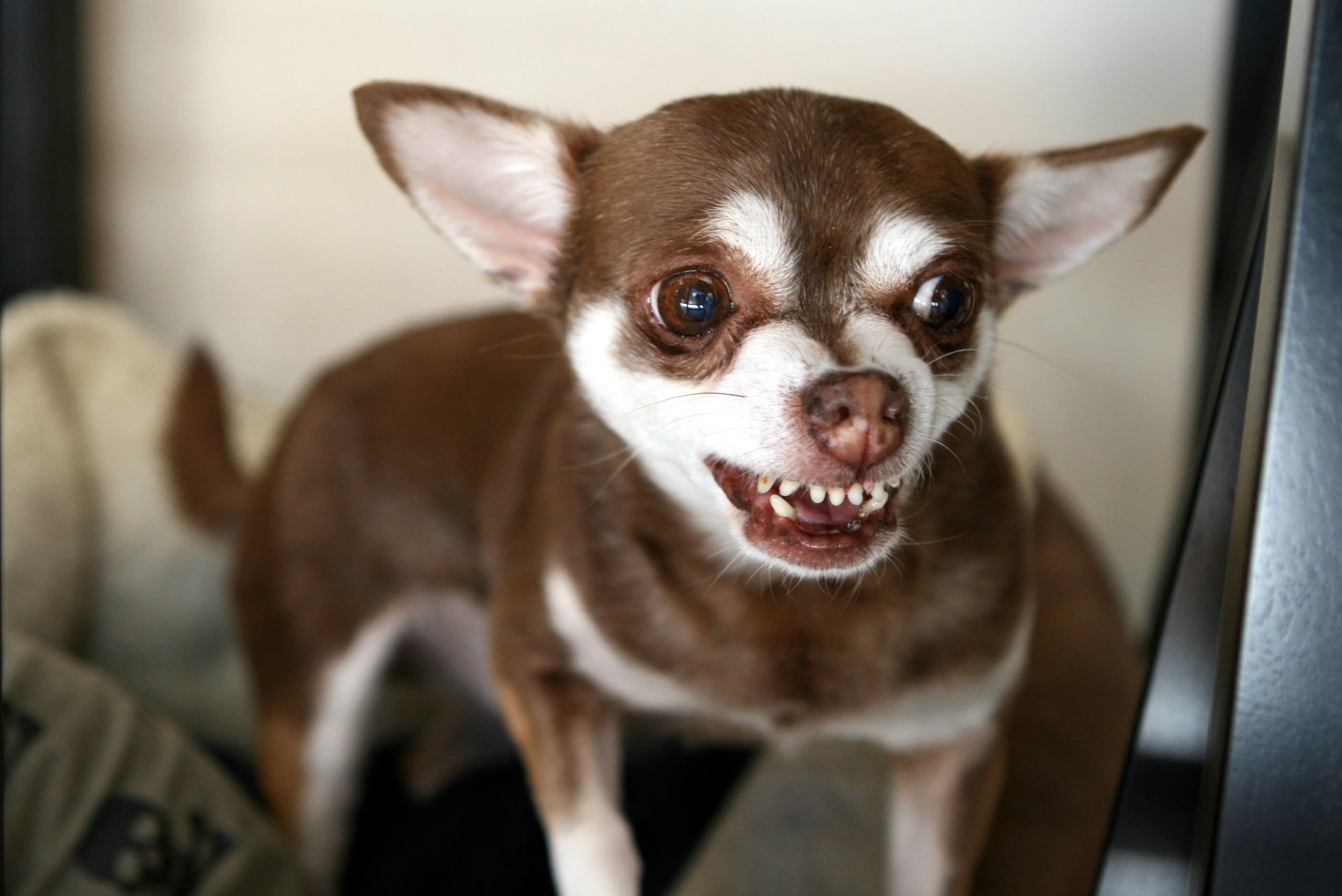 Aggressive Chihuahua