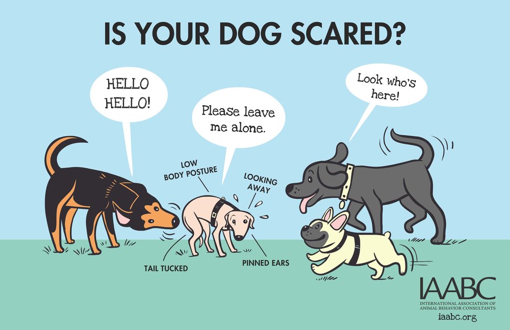 how to keep a dog from growling at other dogs