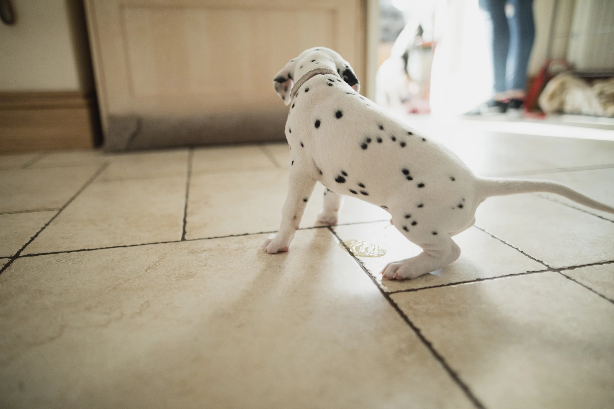 Puppy Training Los Angeles: What to do when a puppy has a potty accident.