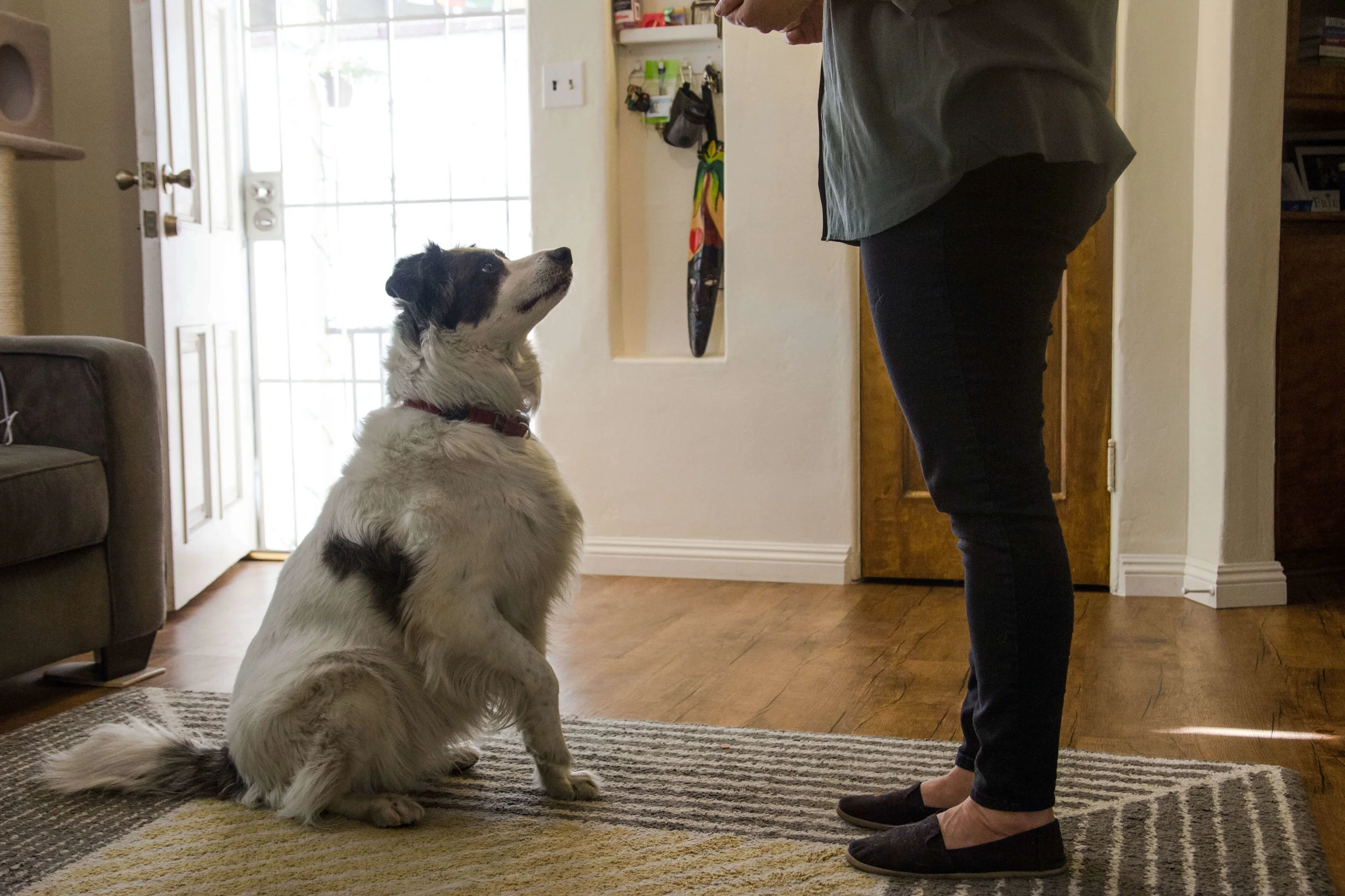 Border Collie learning to sit during an in-home dog training session