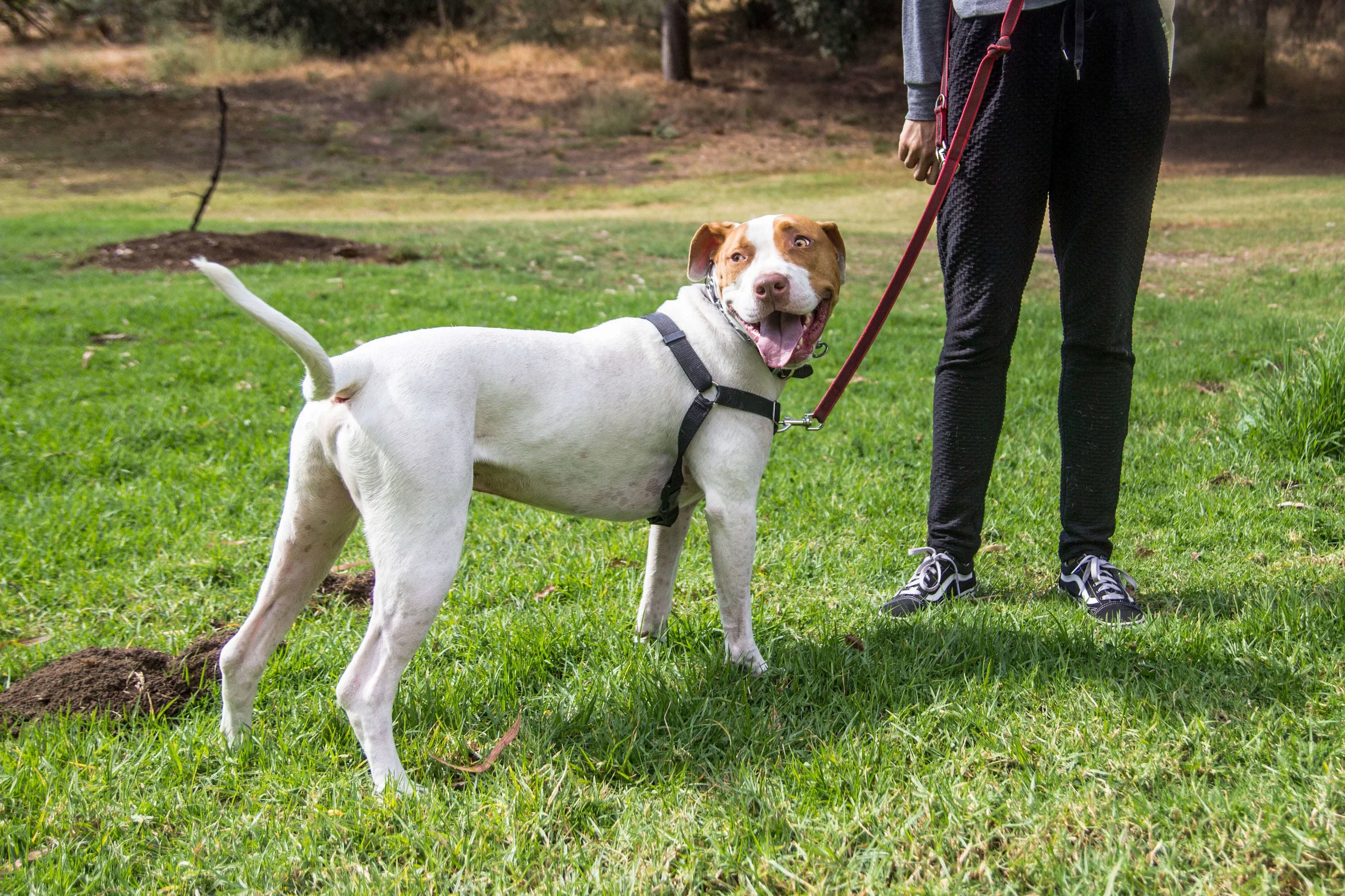 How to train a pitbull dog