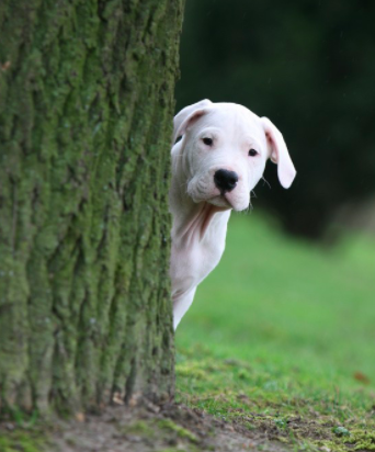 Hide and seek - dog training games