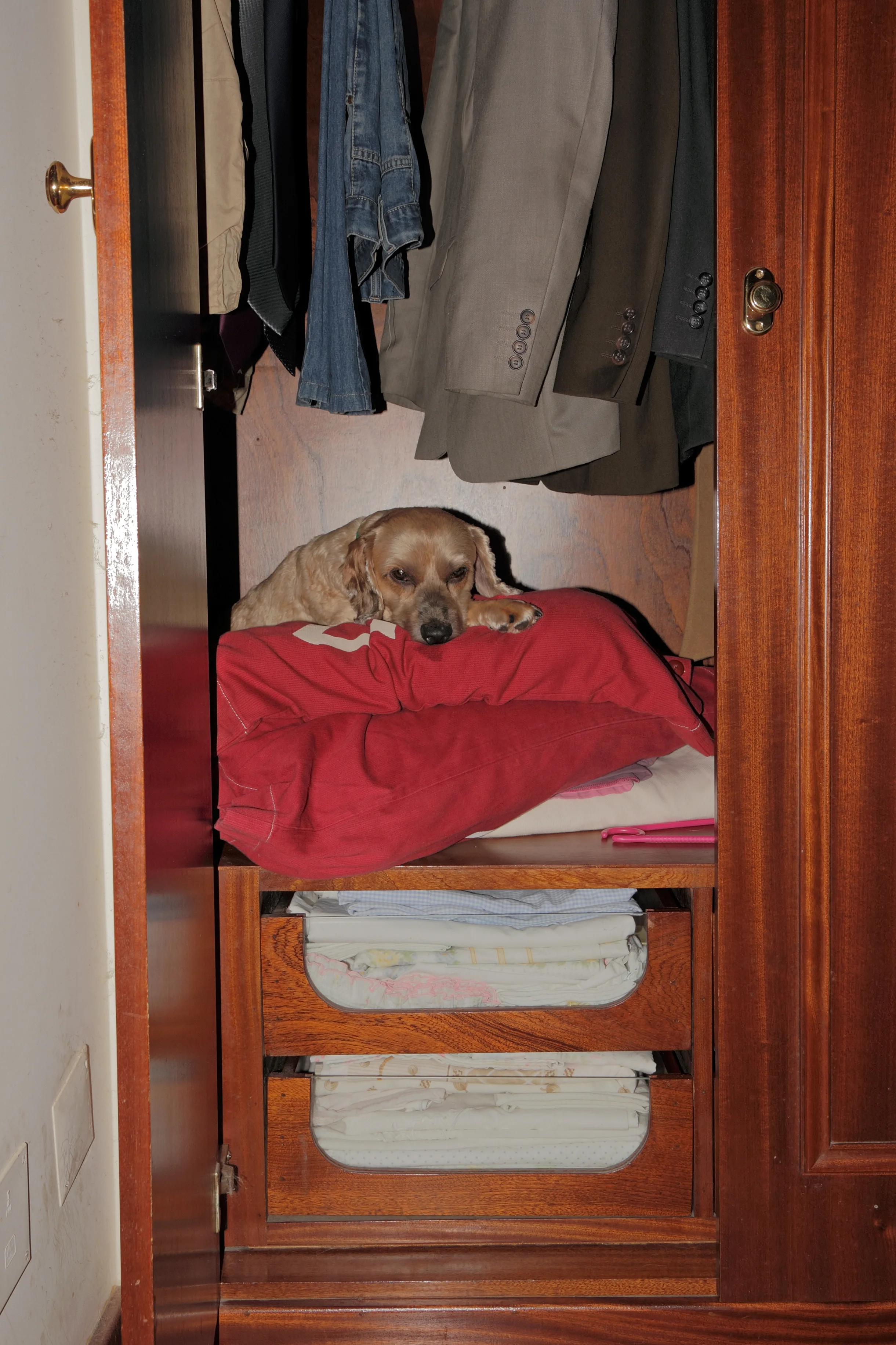 Dog training tips: turn your closest into a den for your fearful dog or puppy on the 4th of July.