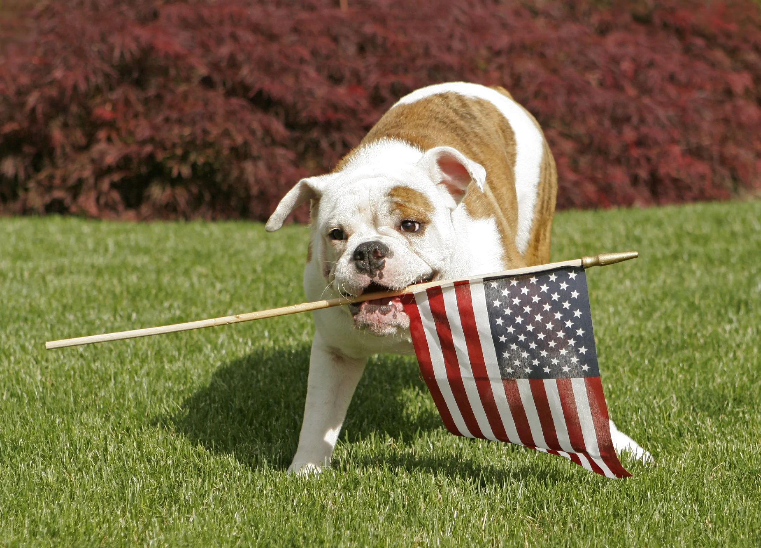 Photo by wingbeats551/iStock / Getty Images