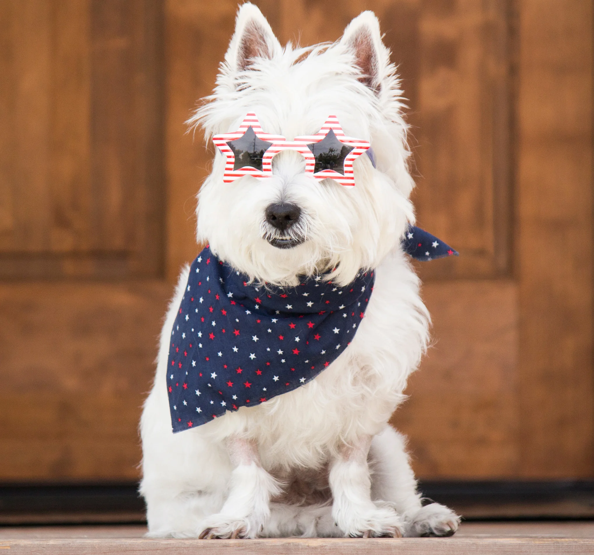 Dog training tips: Get your dog used to fireworks by playing them audio recordings of fireworks before the 4th.
