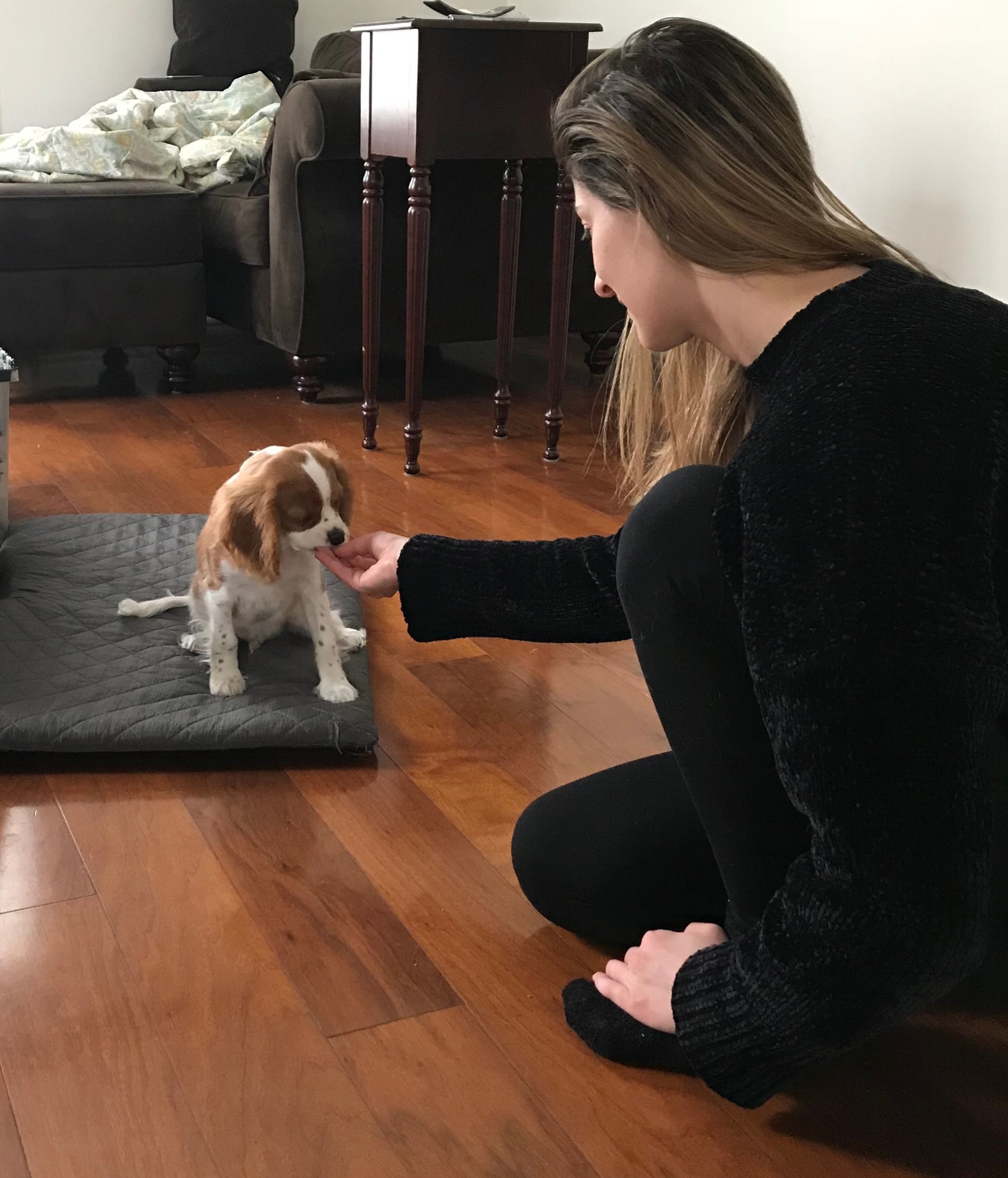 Training a Cavalier KIng Charles Spaniel puppy in Los Angeles.