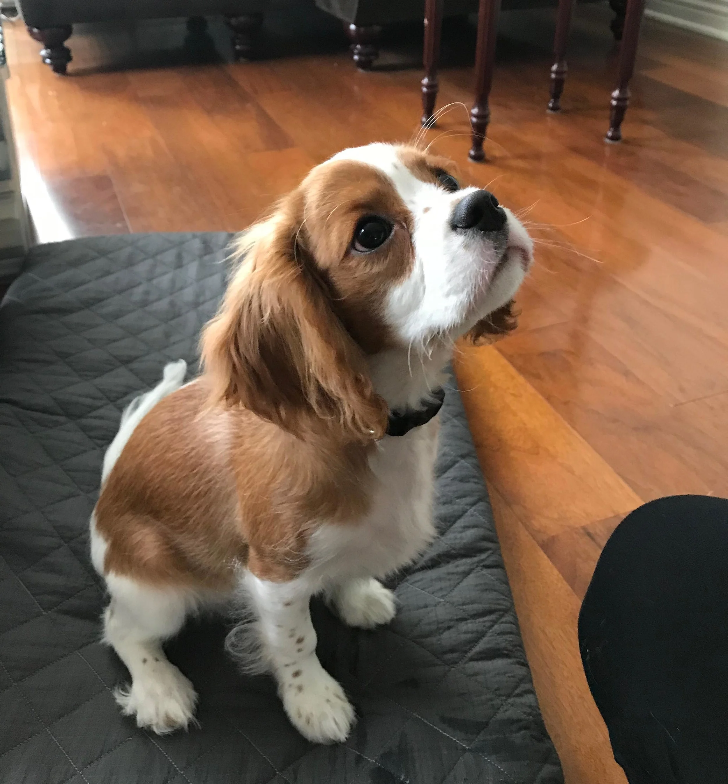 Puppy Training in Los Angeles: Learn how to train a Cavalier King Charles Spaniel.