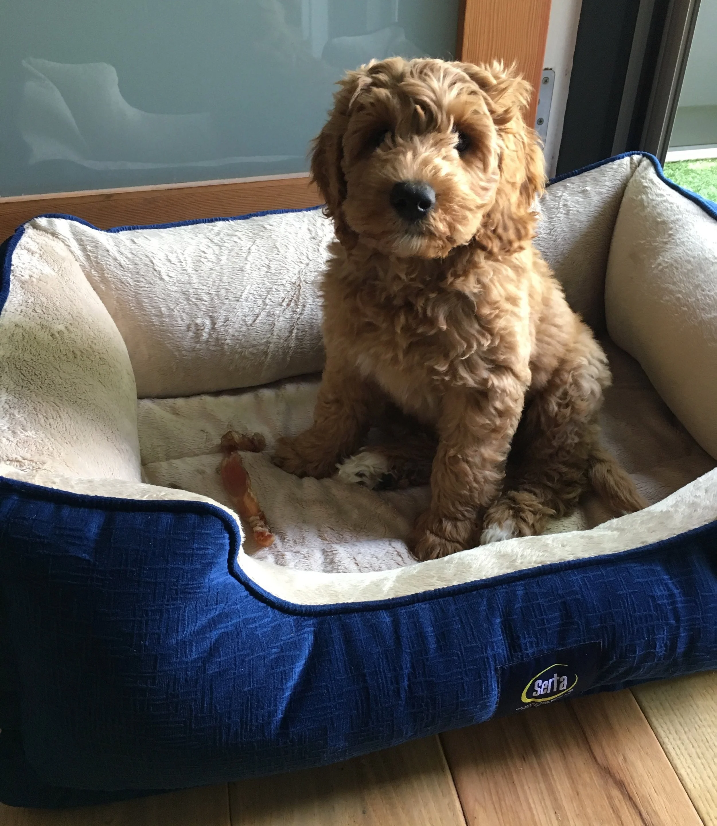 Puppy training in Los Angeles: How to train a Labradoodle puppy.