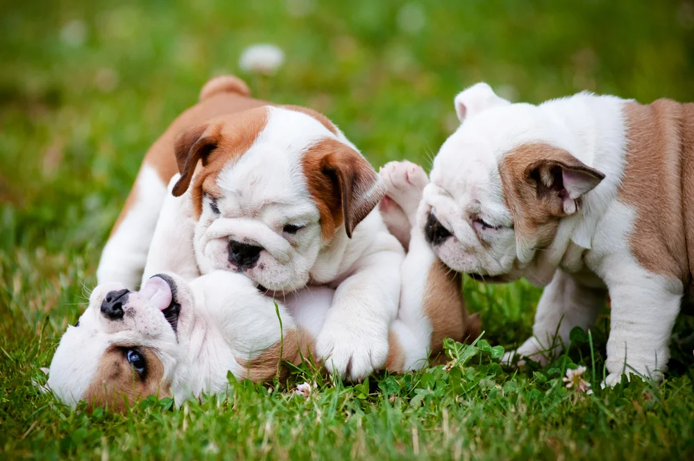 Why Do Bulldog Puppies Bite So Much