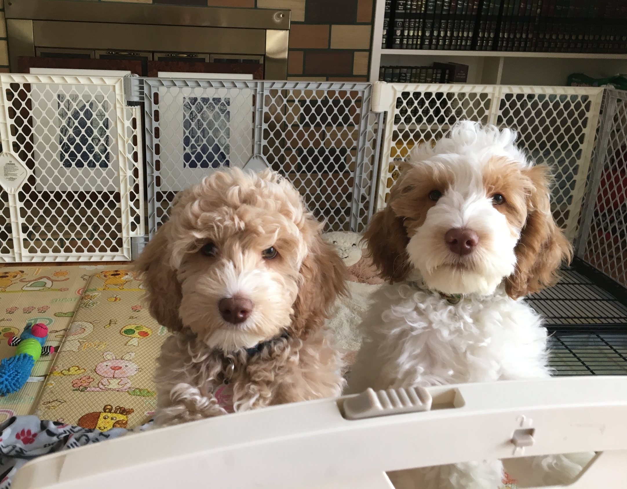 keeping puppy in bathroom at night